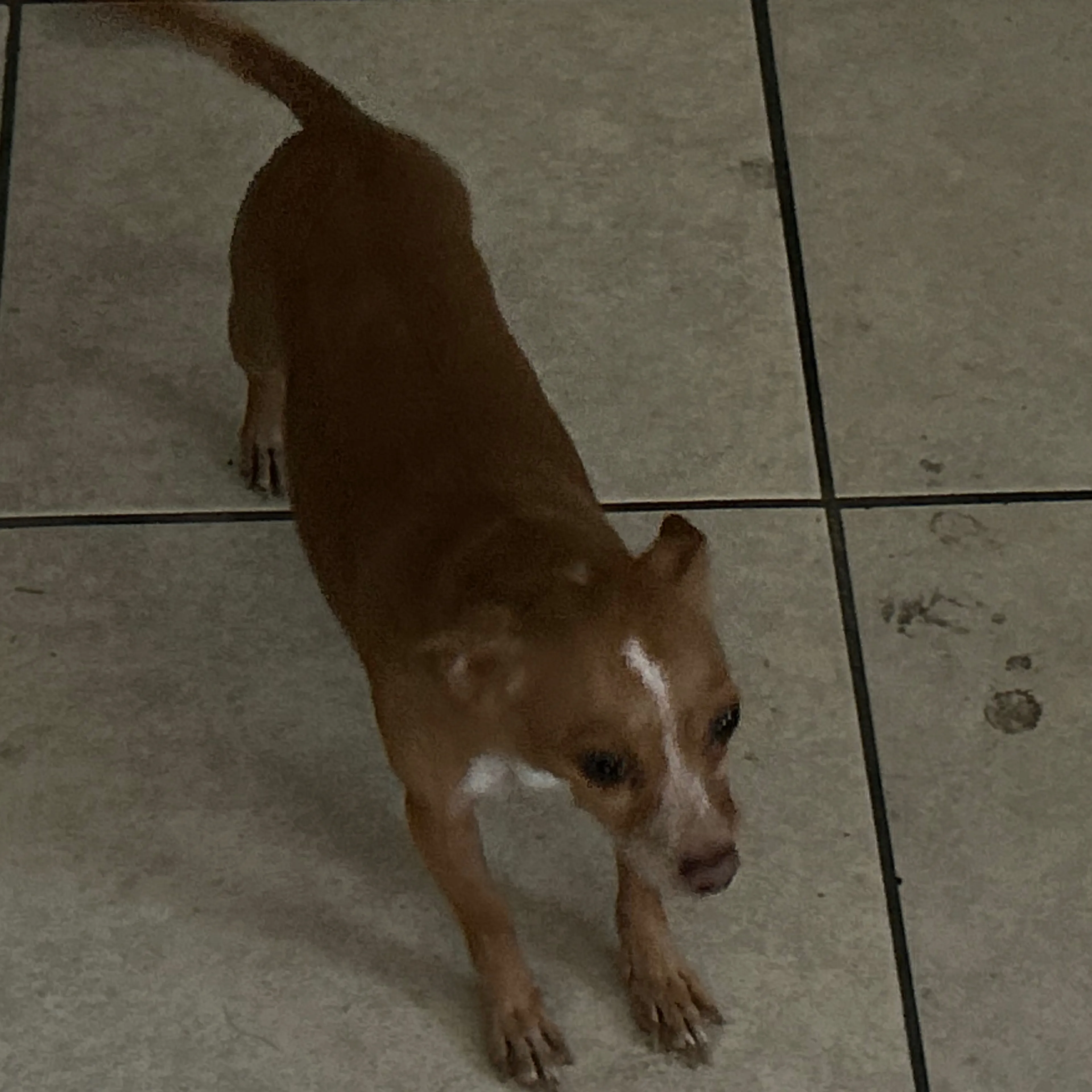 Lost pet-1