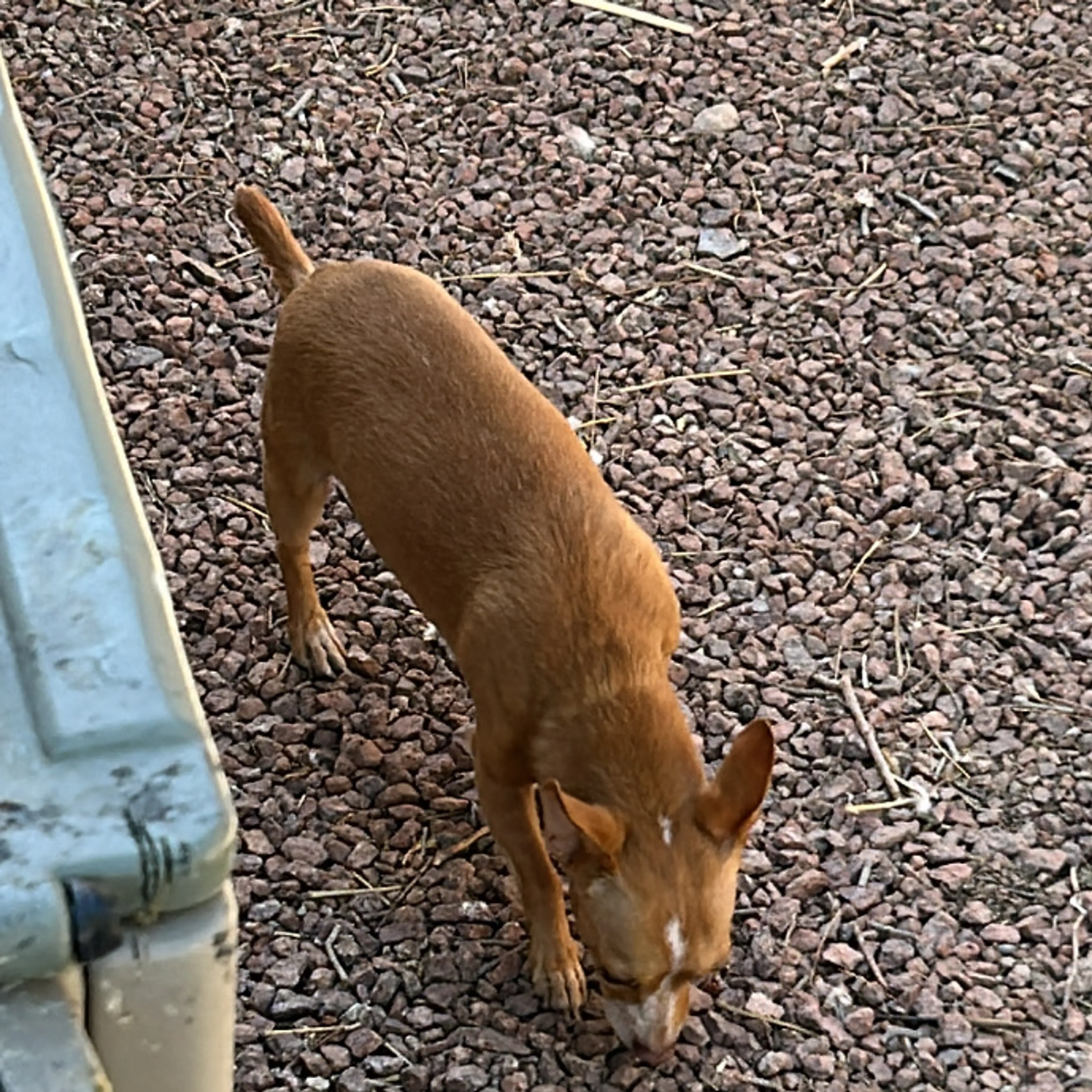 Lost pet-3