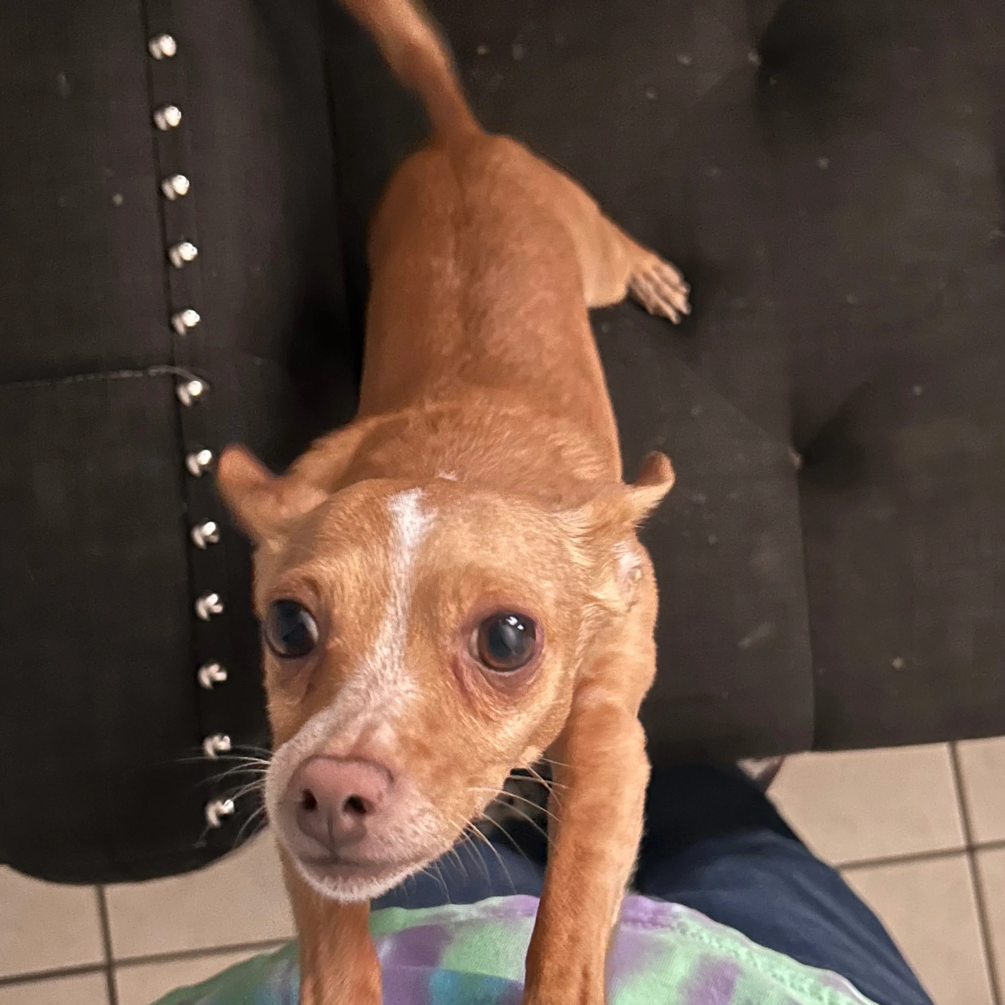 Lost pet-2