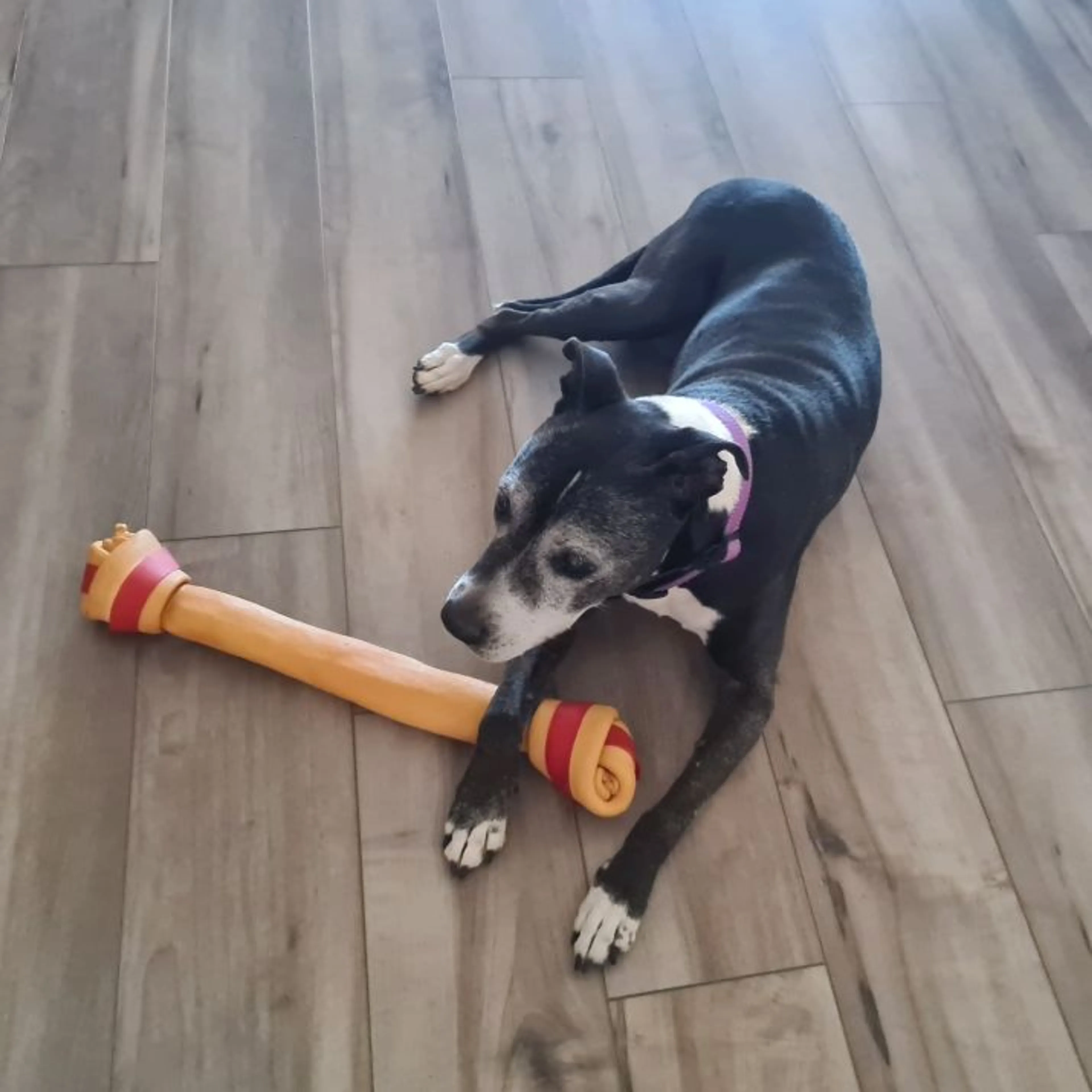 Lost pet