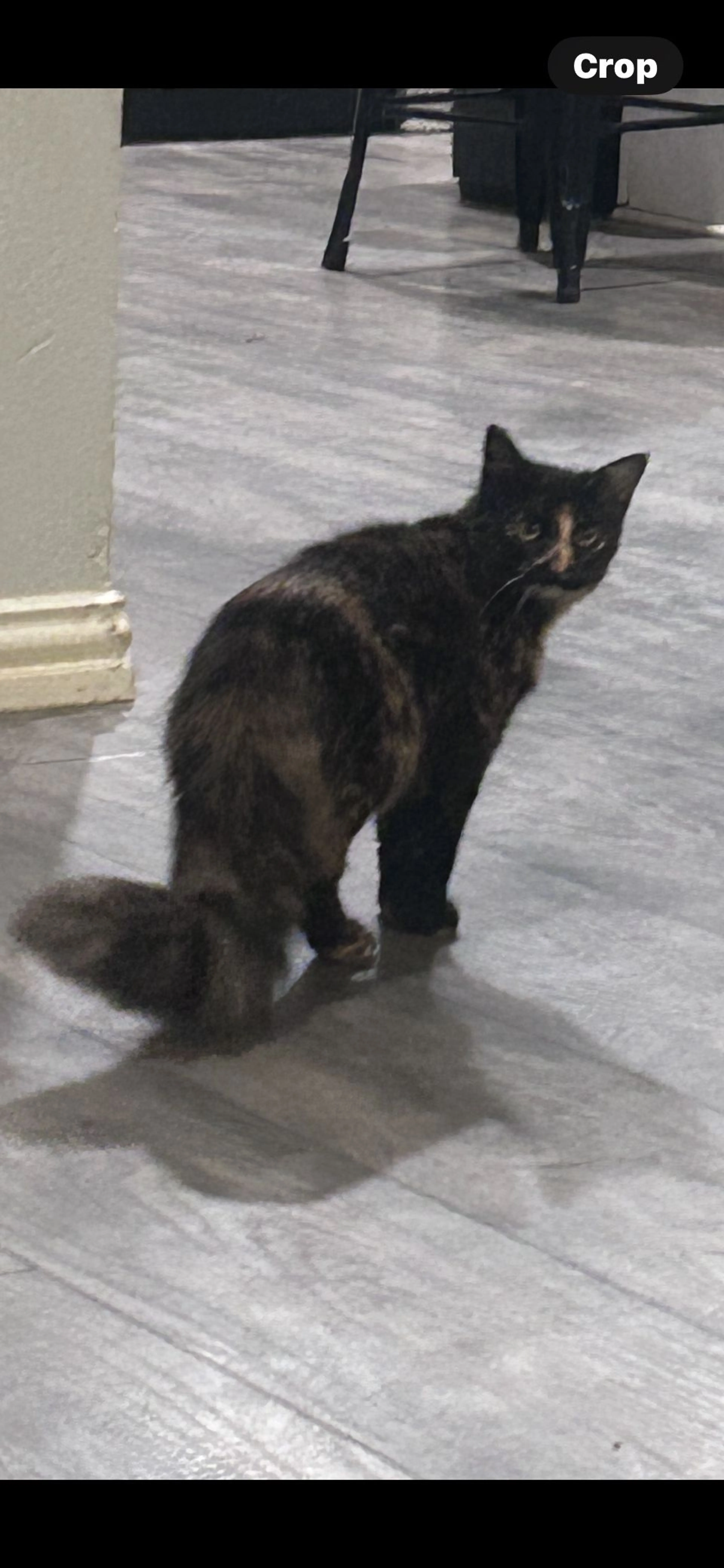 Lost pet