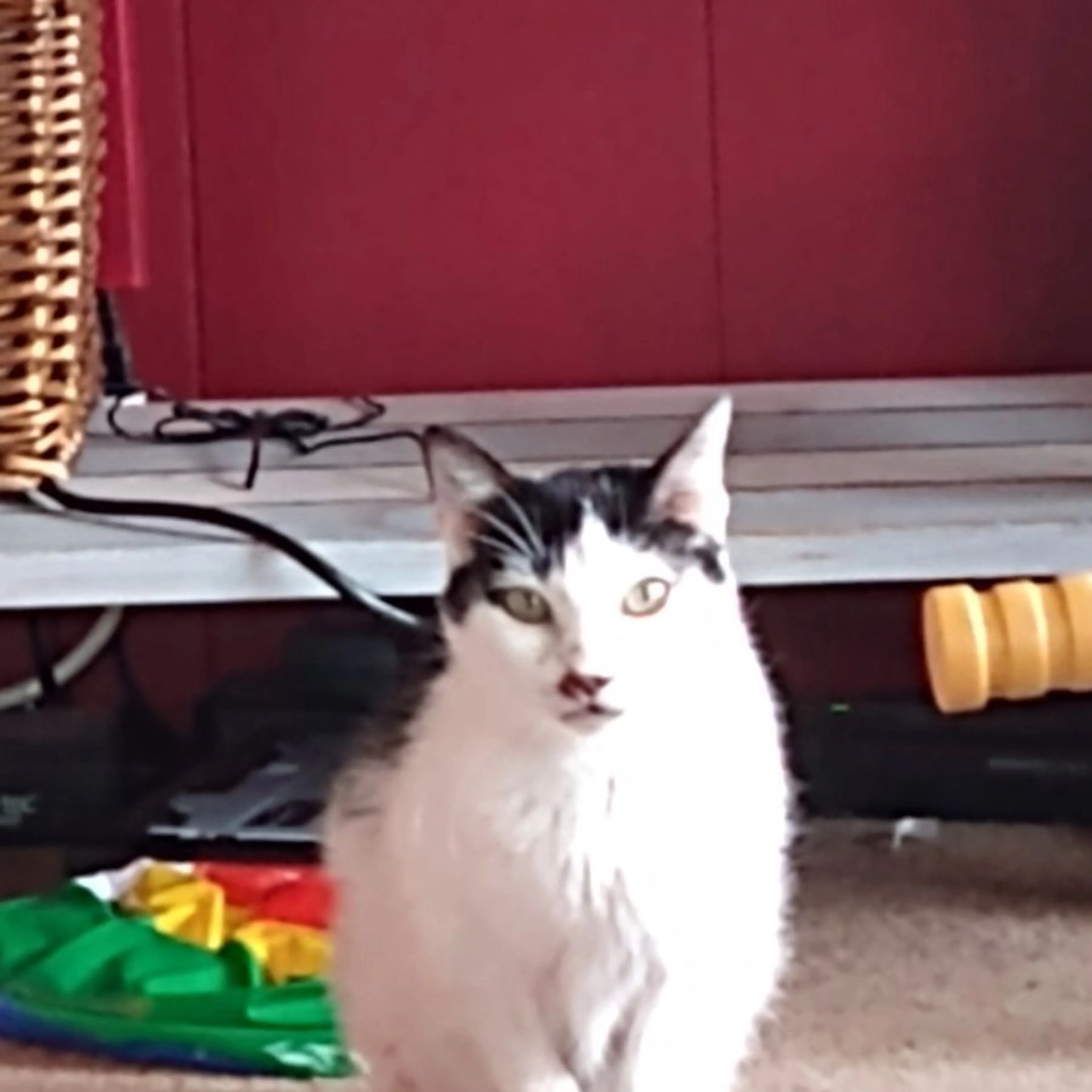 Lost pet