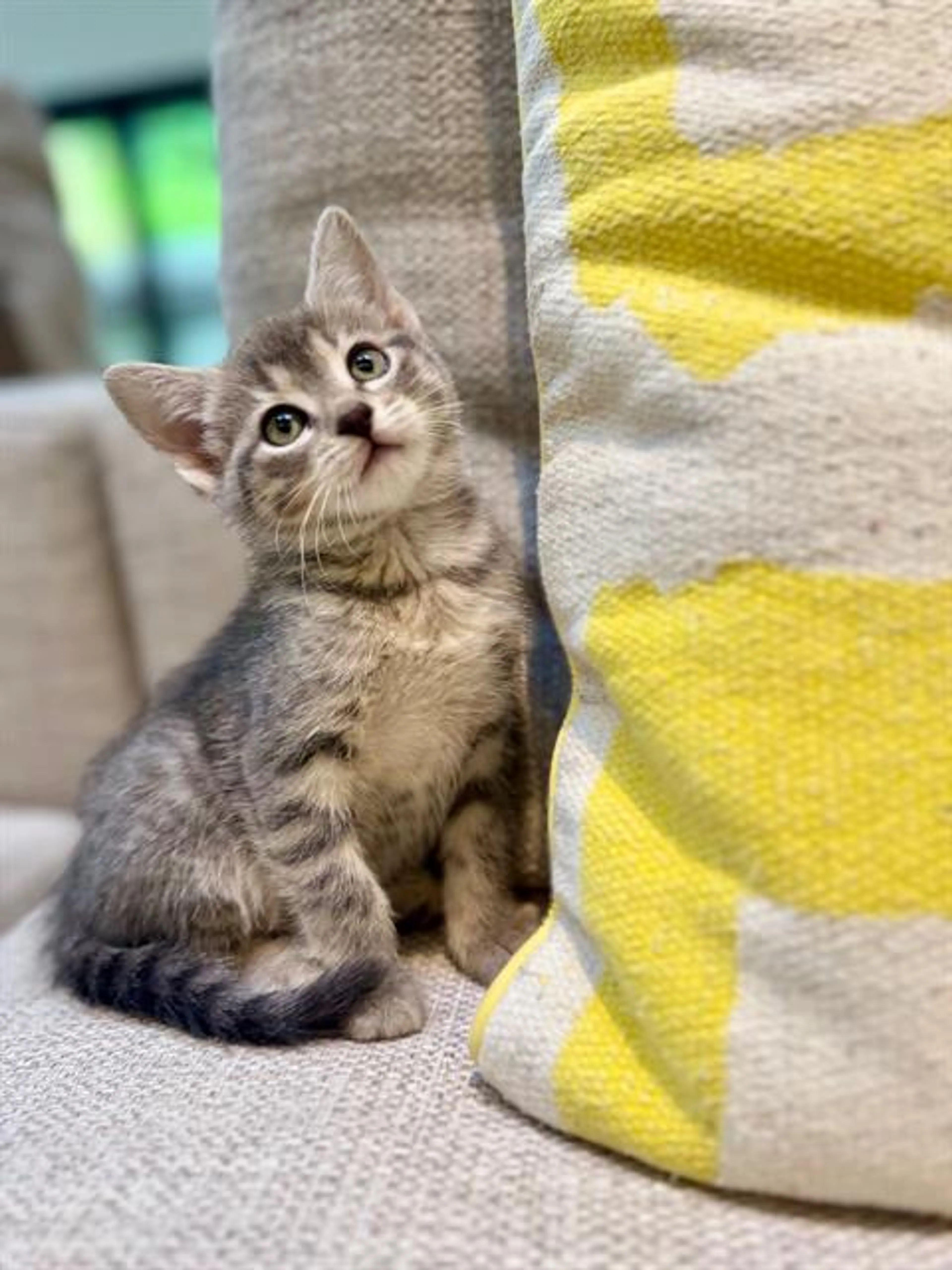 Found pet
