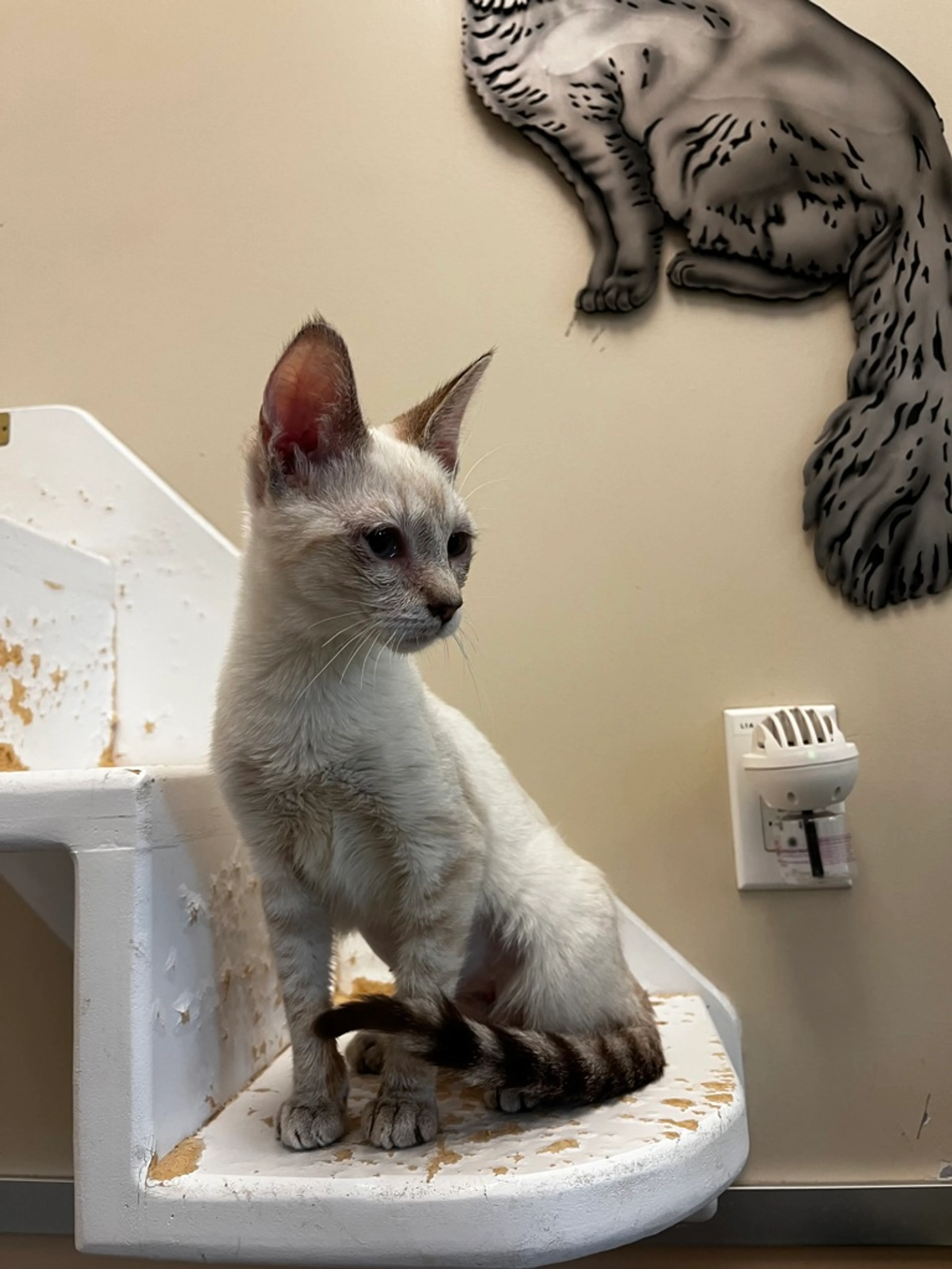 Found pet-2