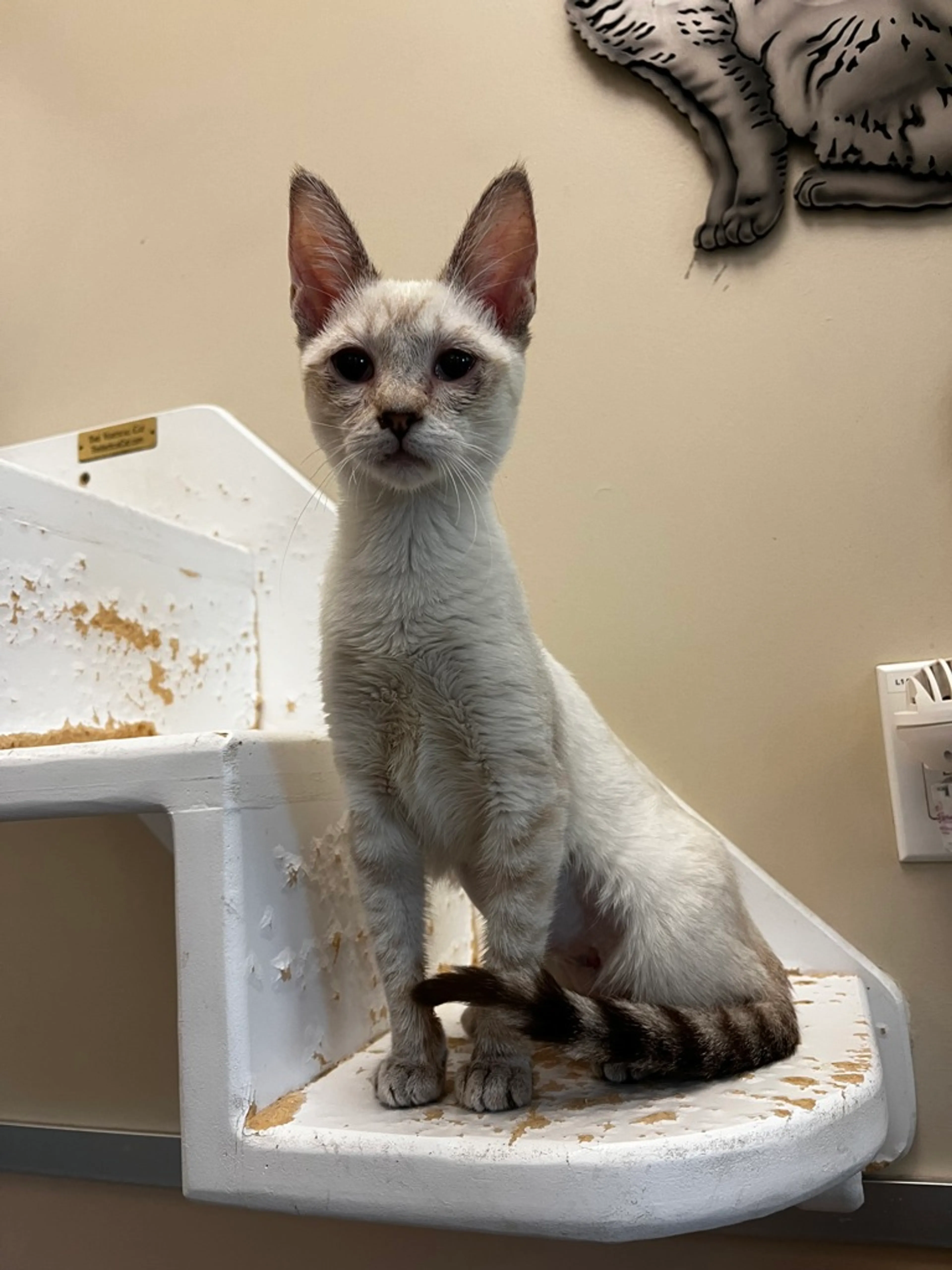 Found pet-1