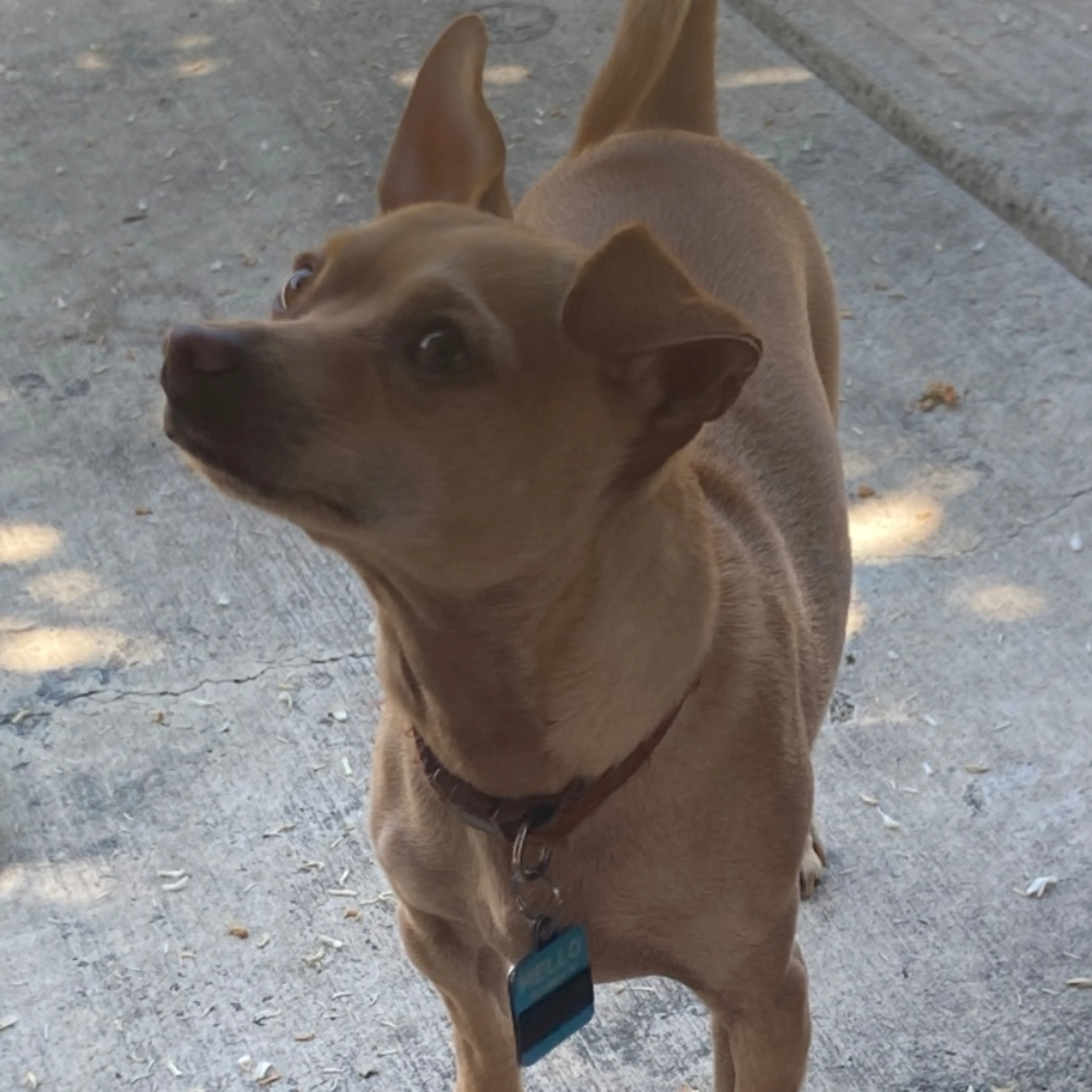 Lost pet