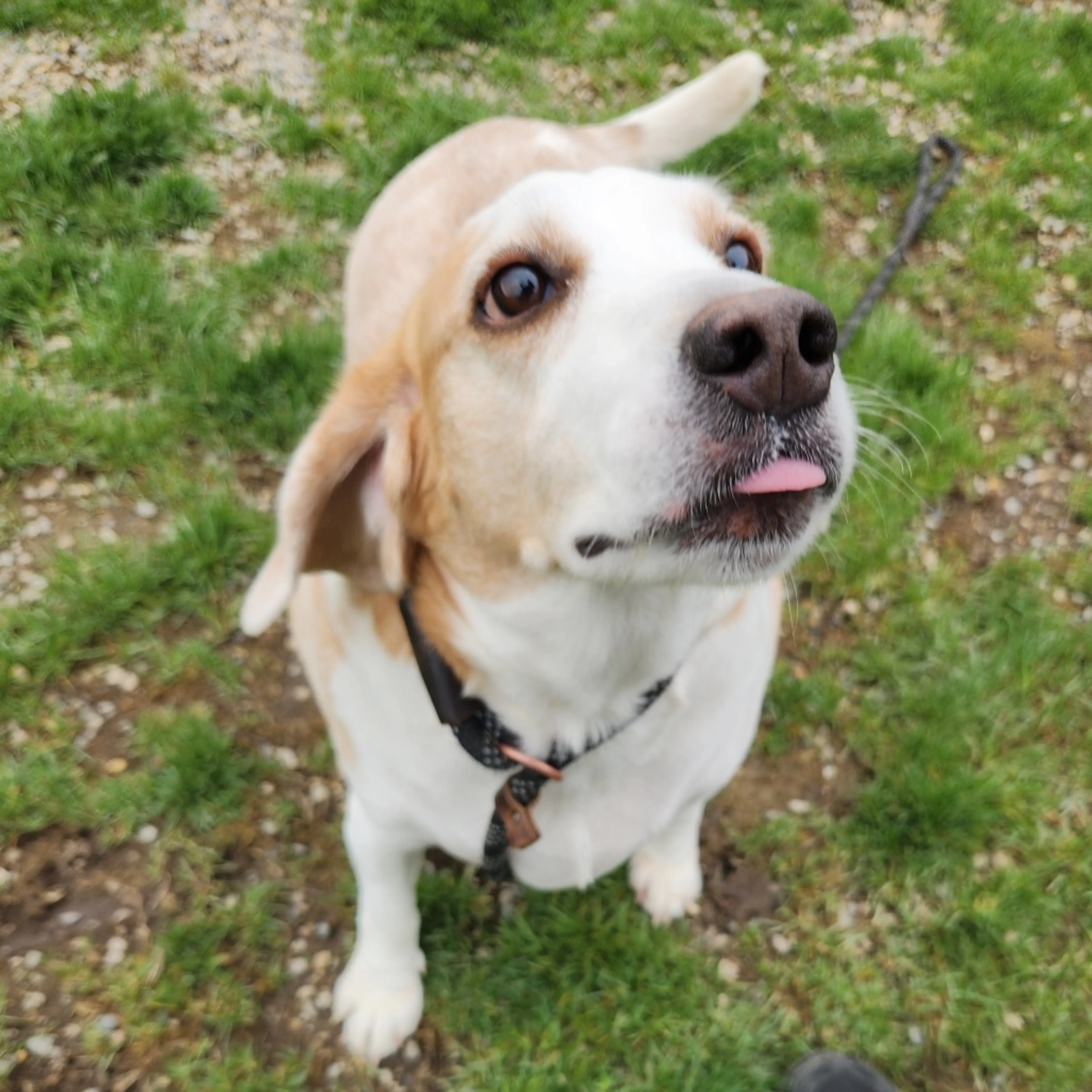 Found pet-2