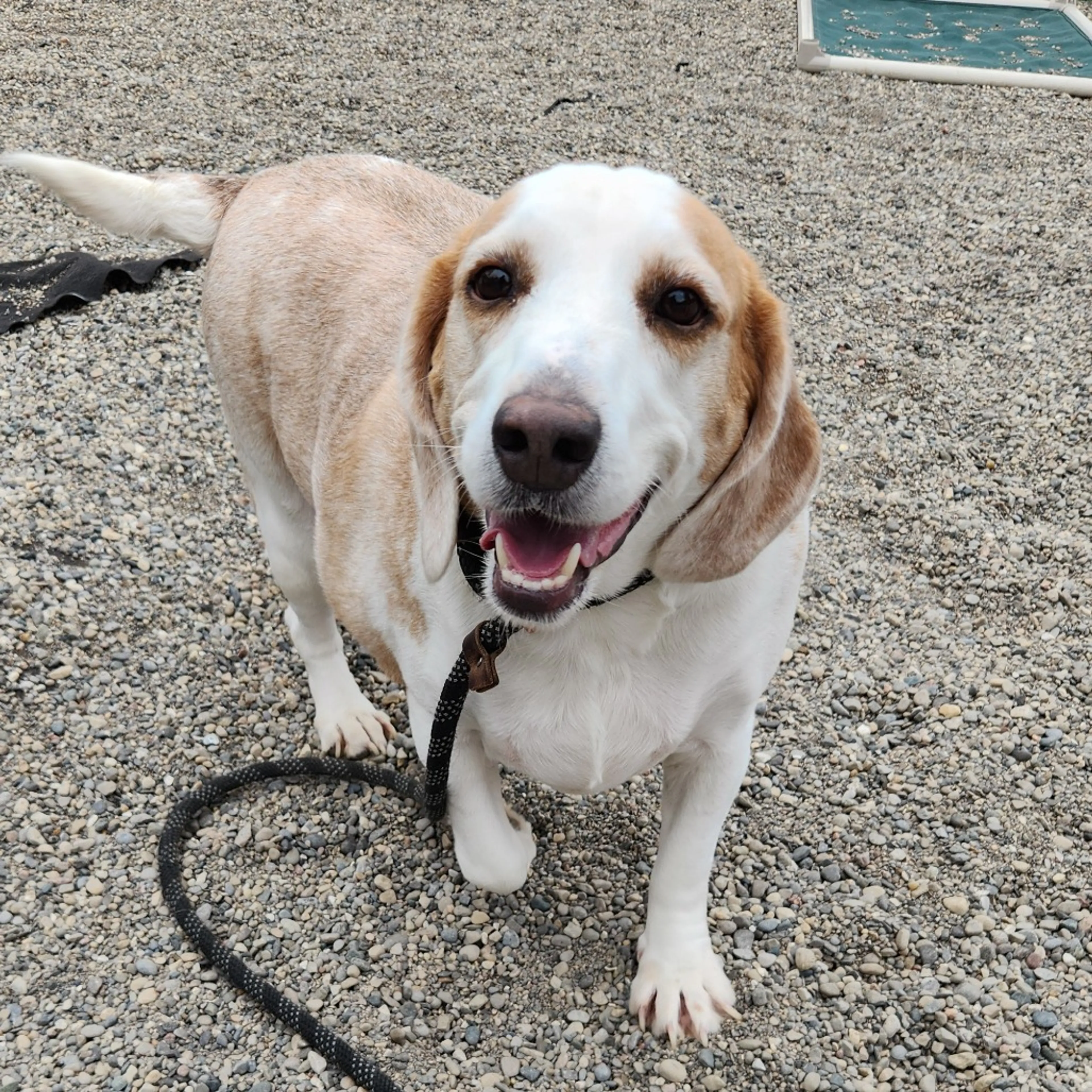Found pet-1