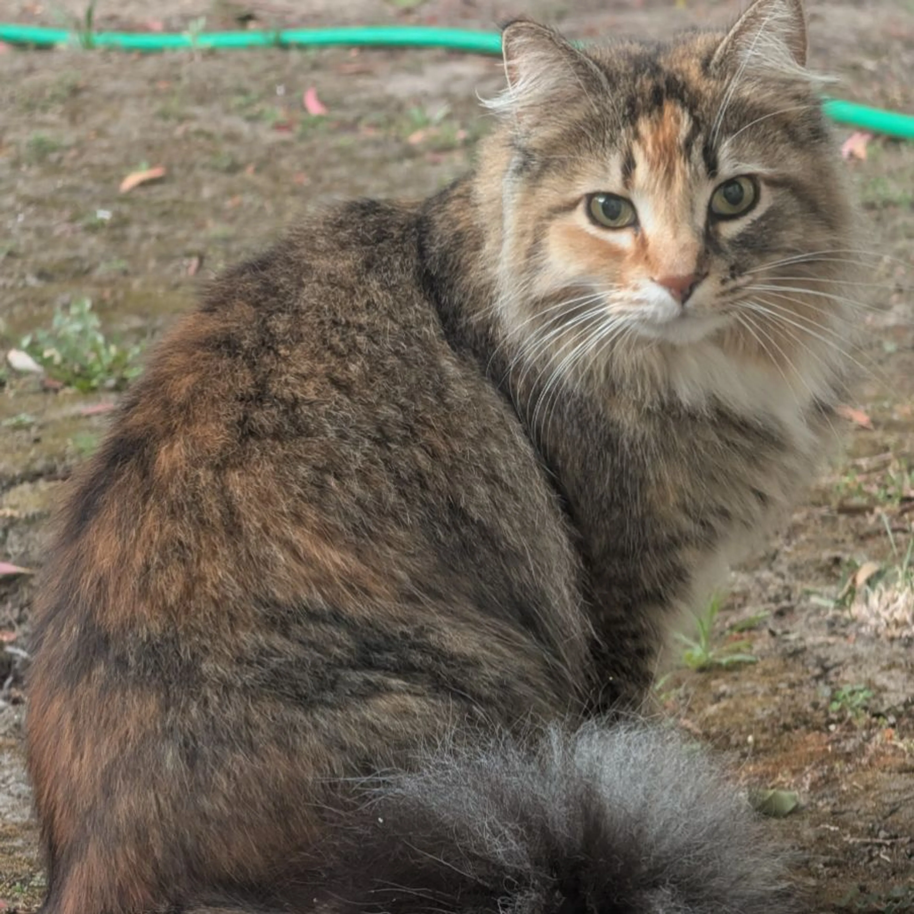 Found pet