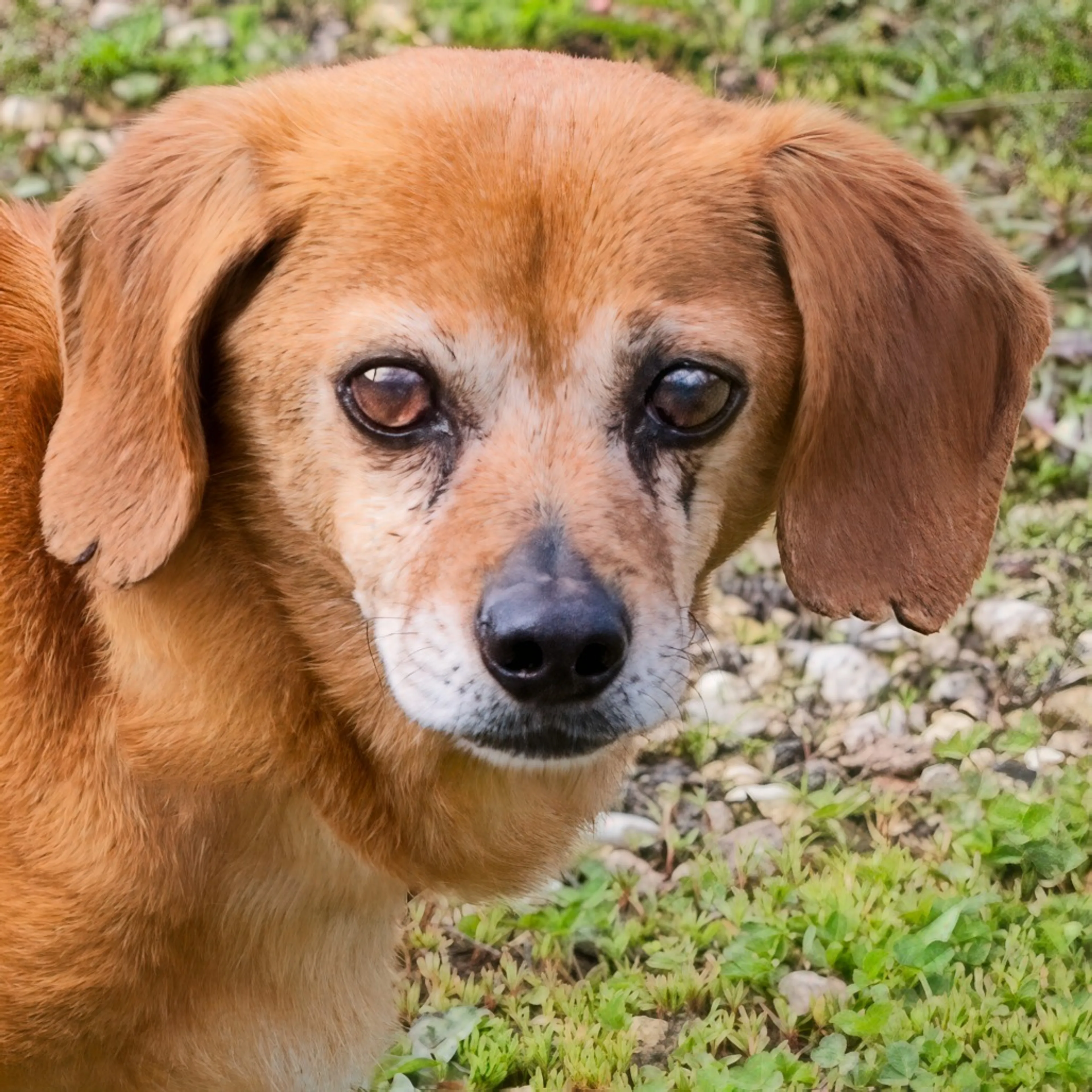 Found pet-2