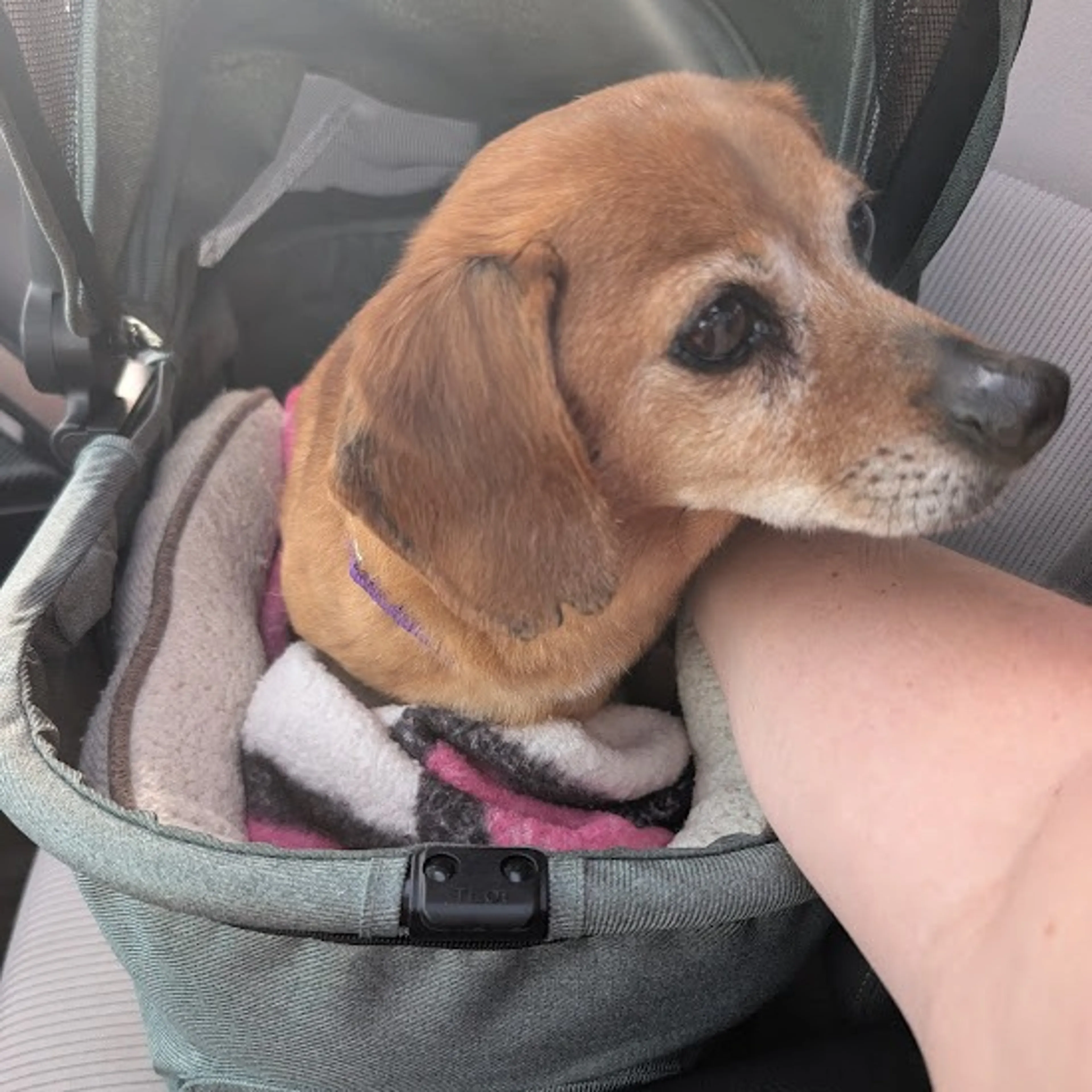 Found pet-5