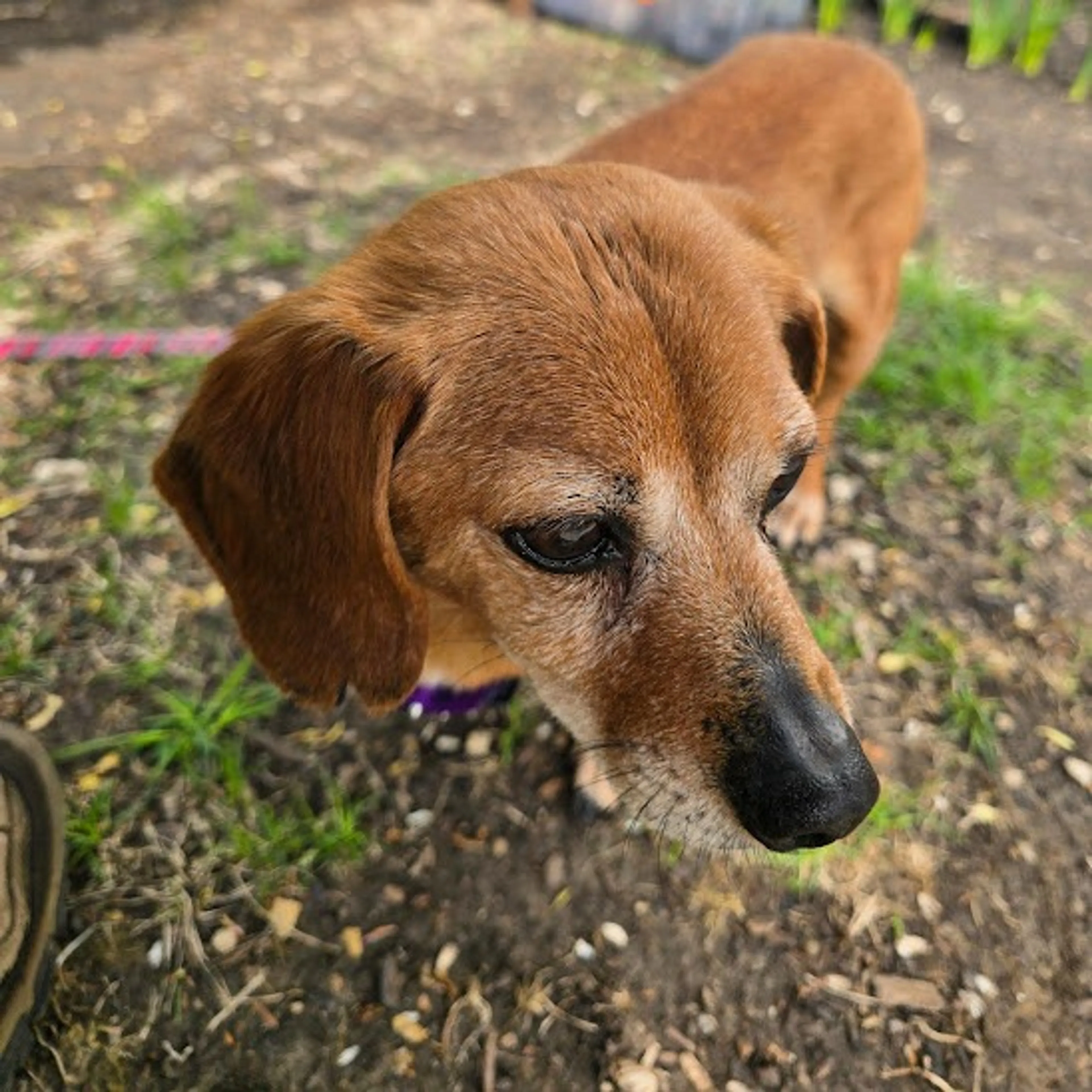 Found pet-14