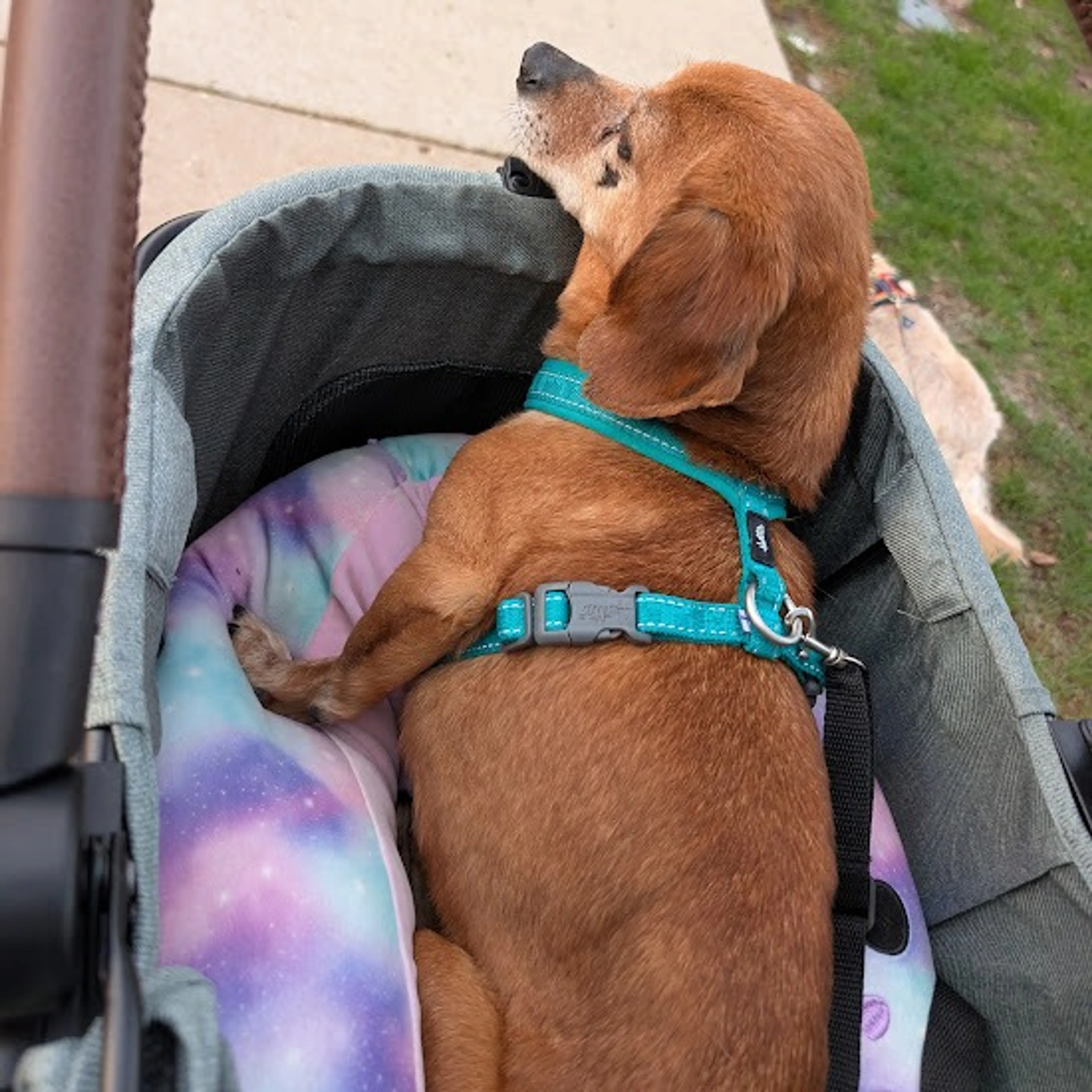 Found pet-11
