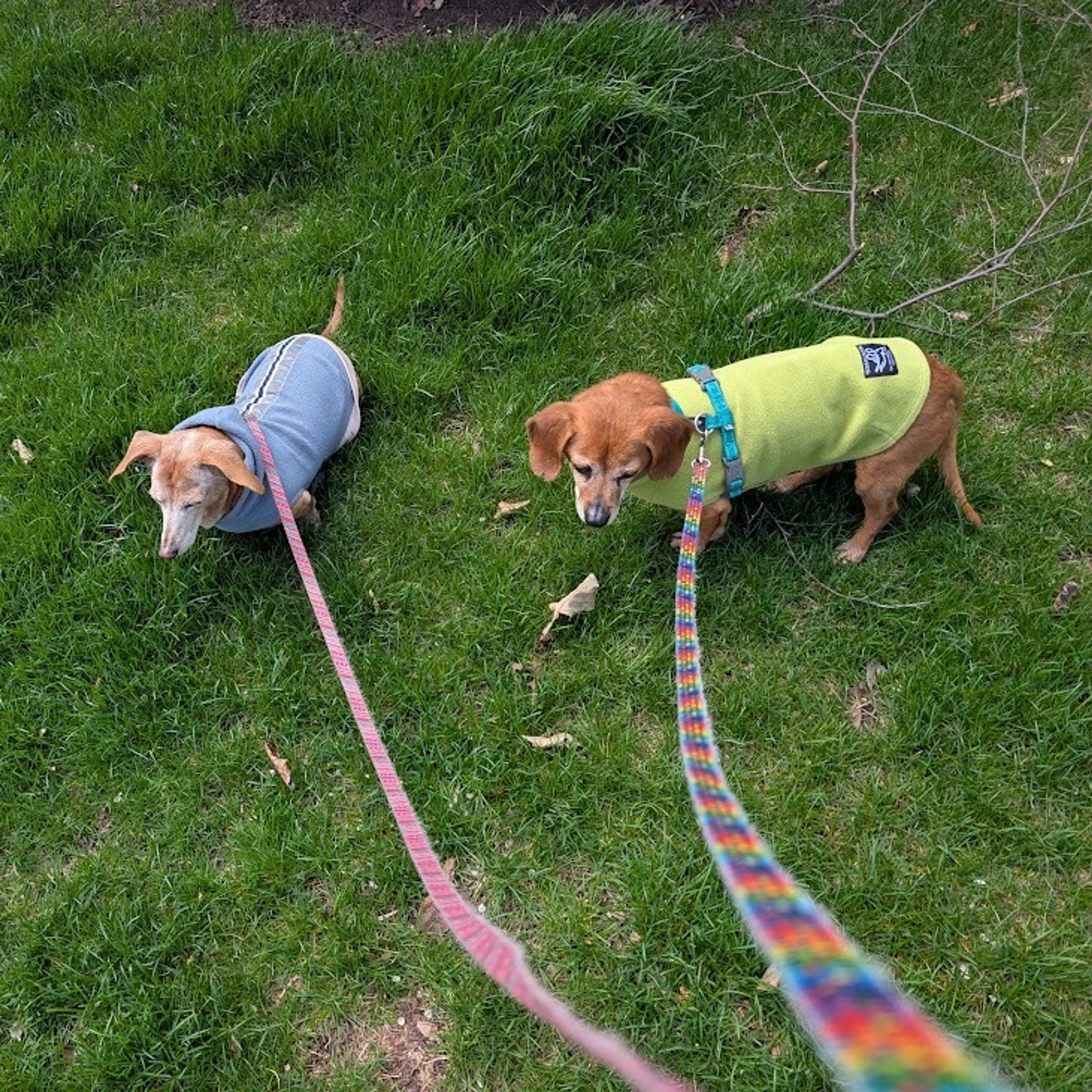Found pet-10