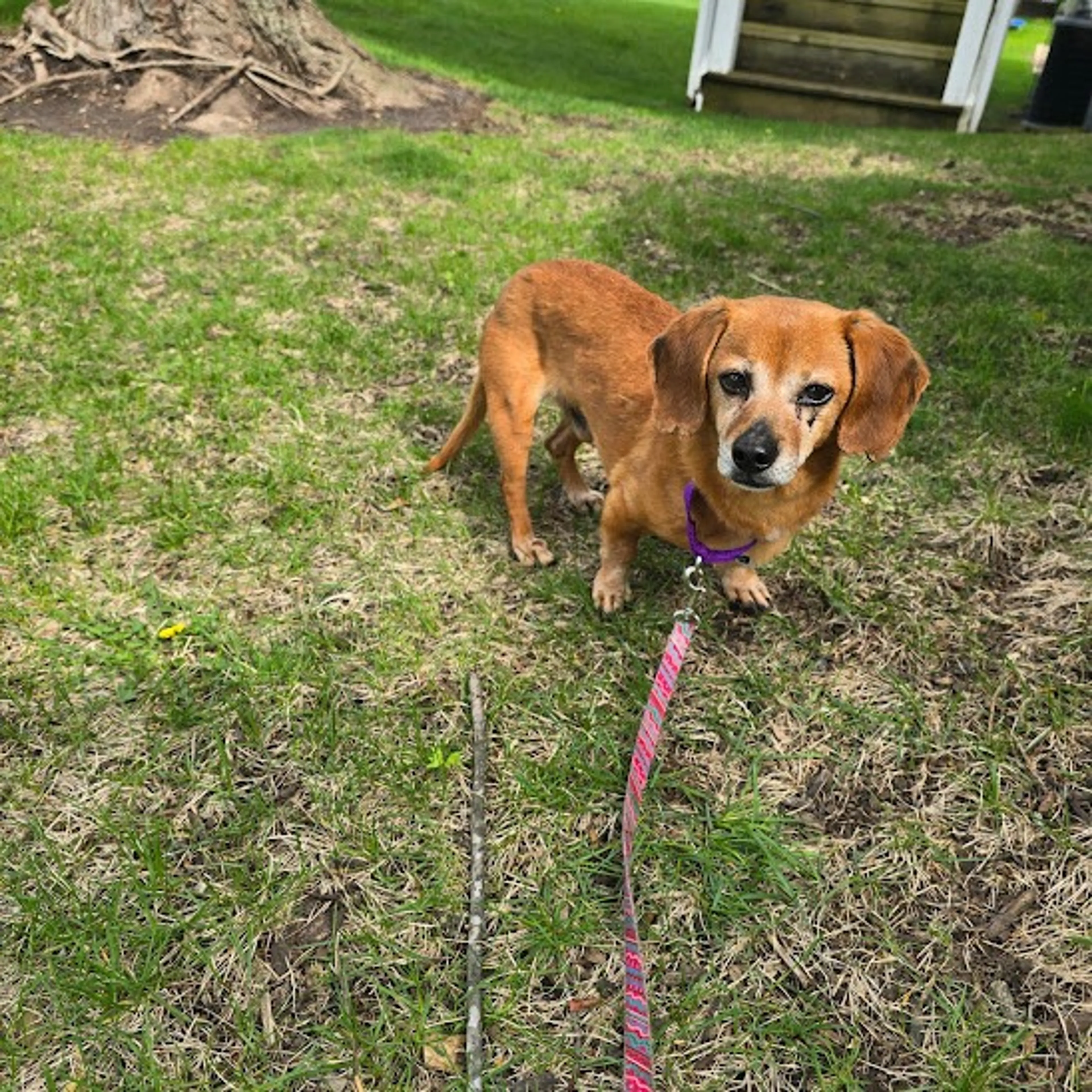 Found pet-13