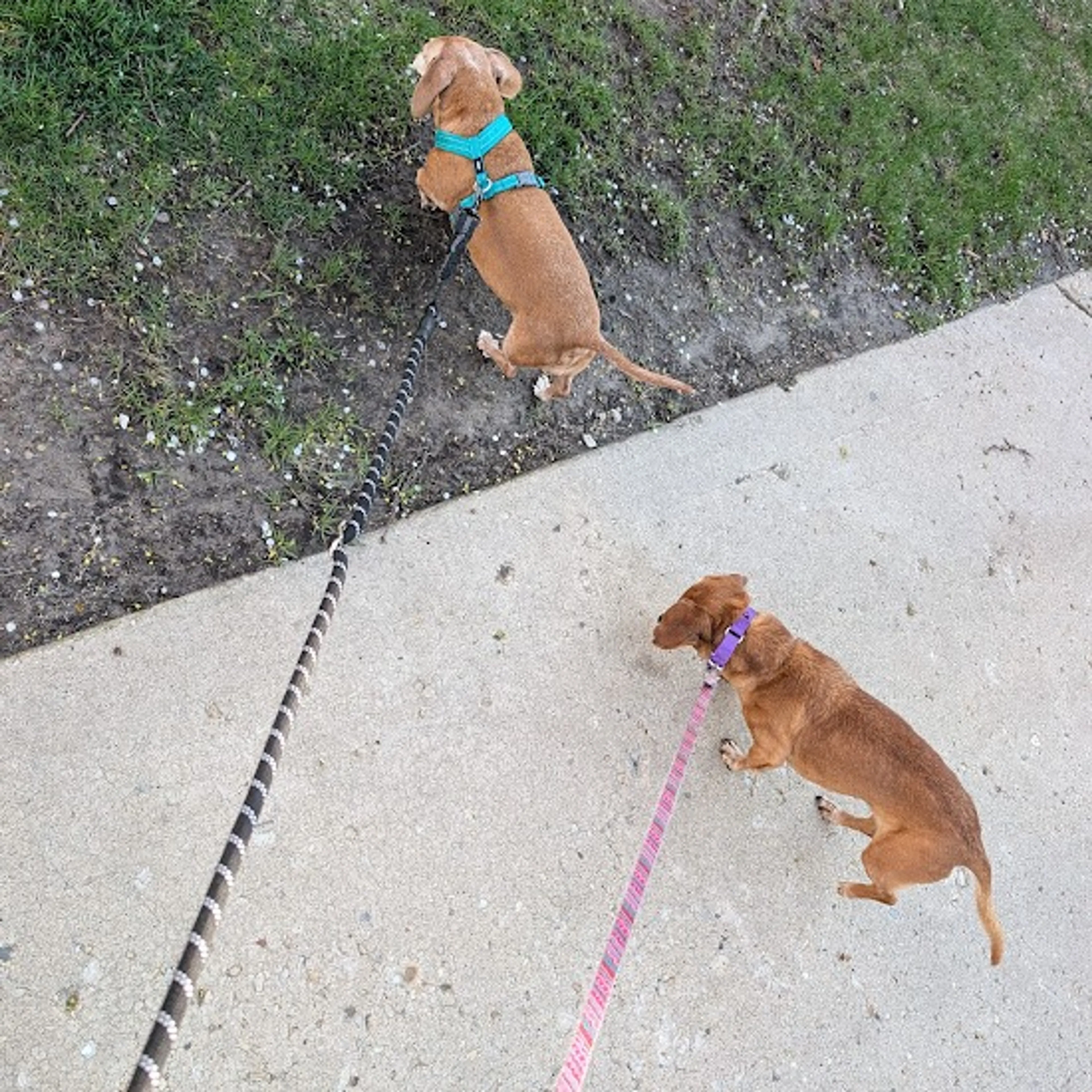 Found pet-7