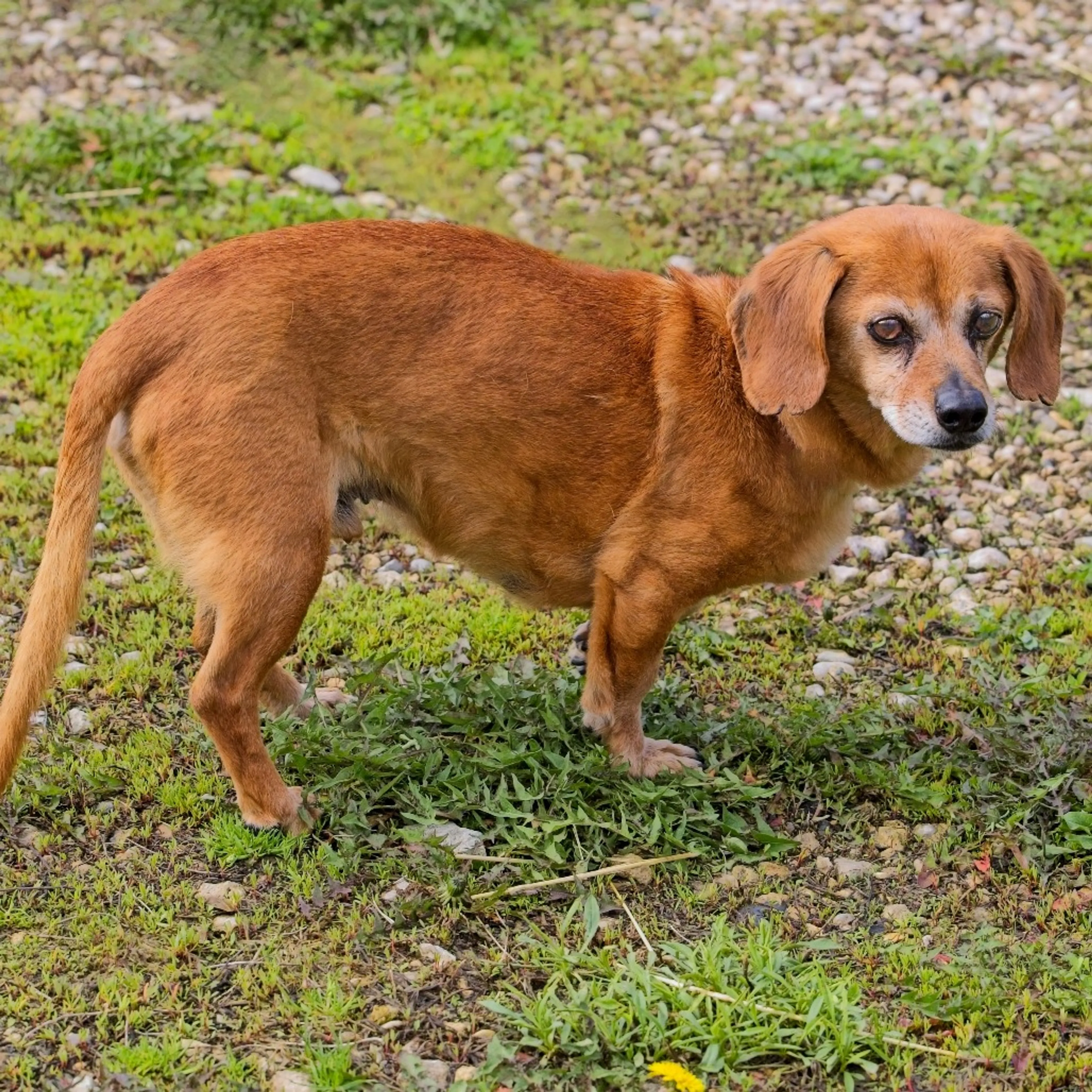 Found pet-3