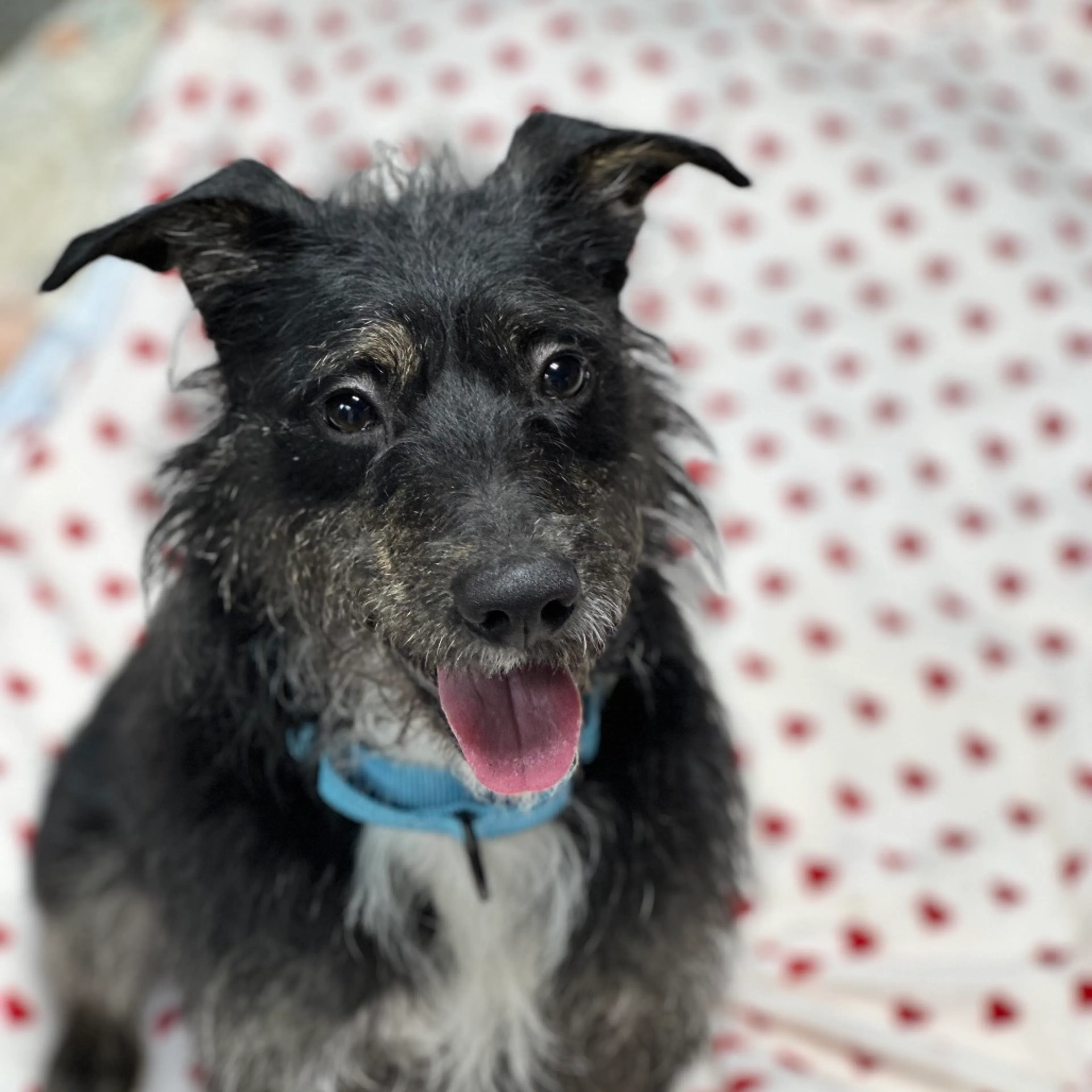 Found pet-5