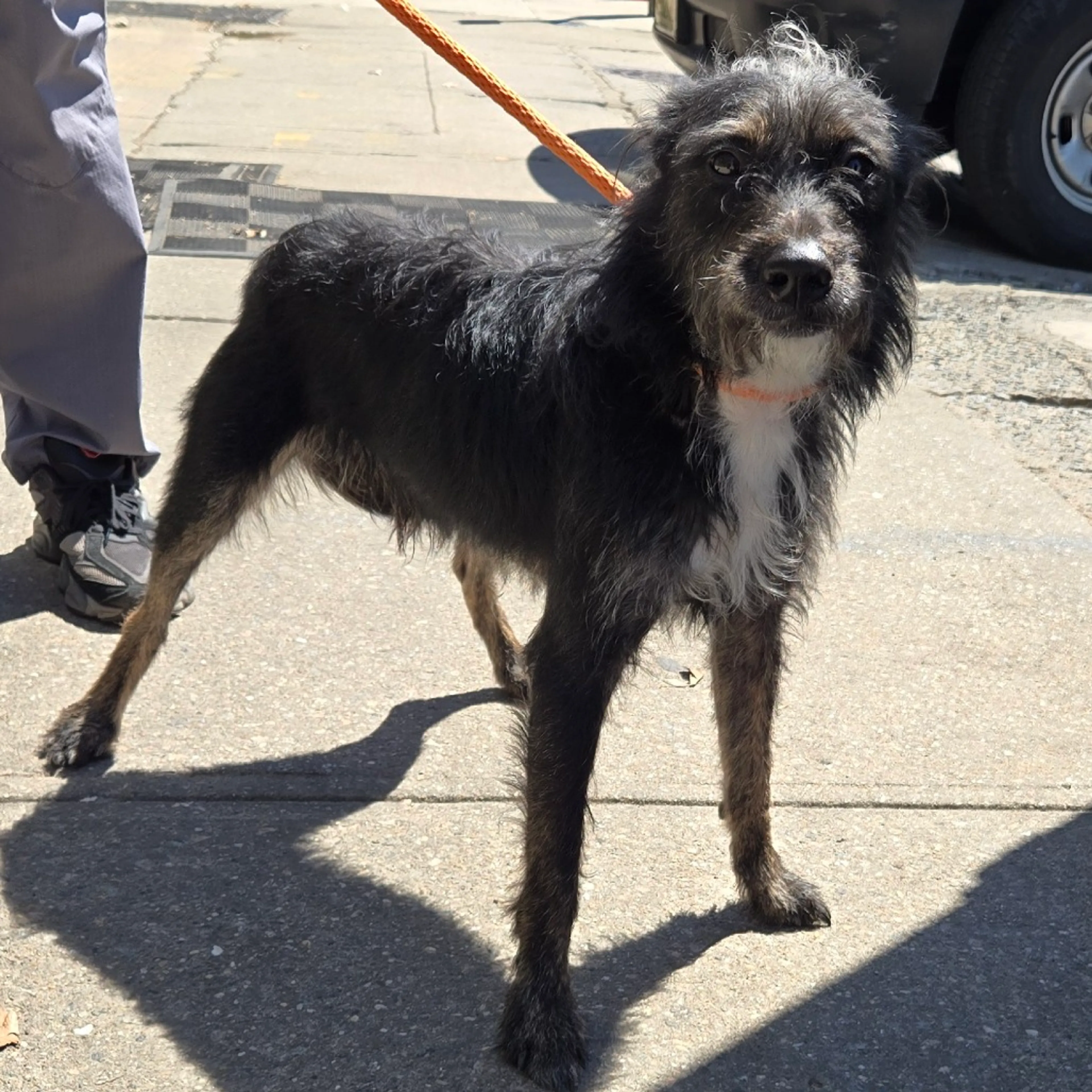 Found pet-1