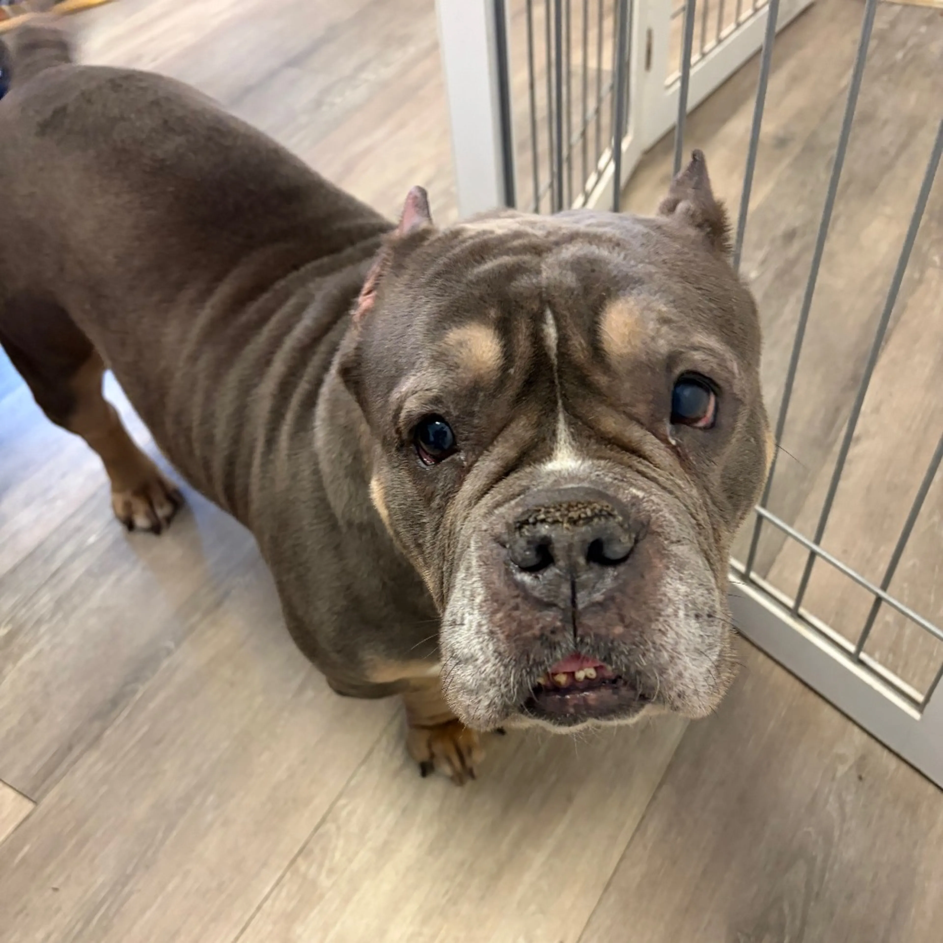 Found pet-3