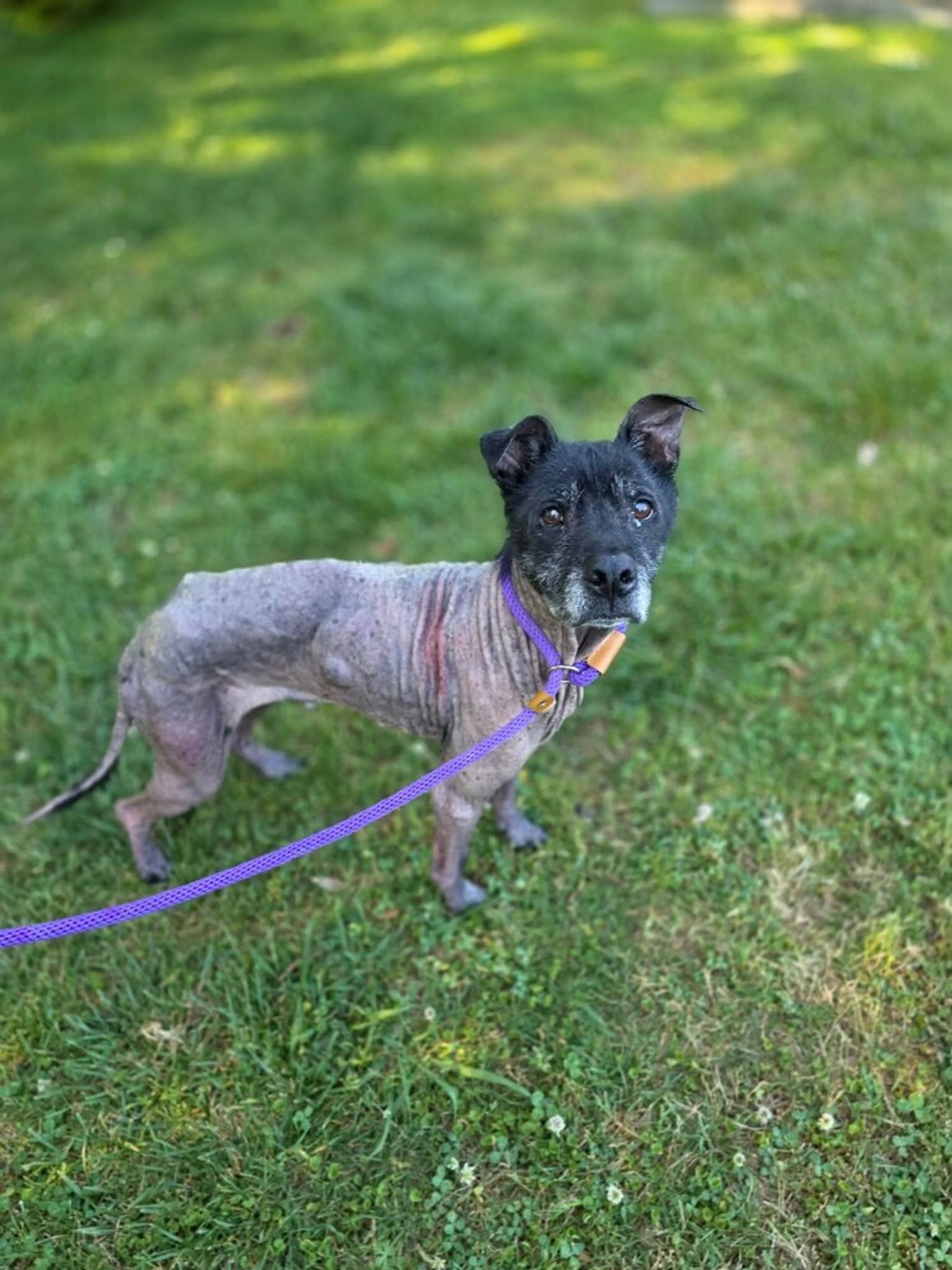 Found pet-3
