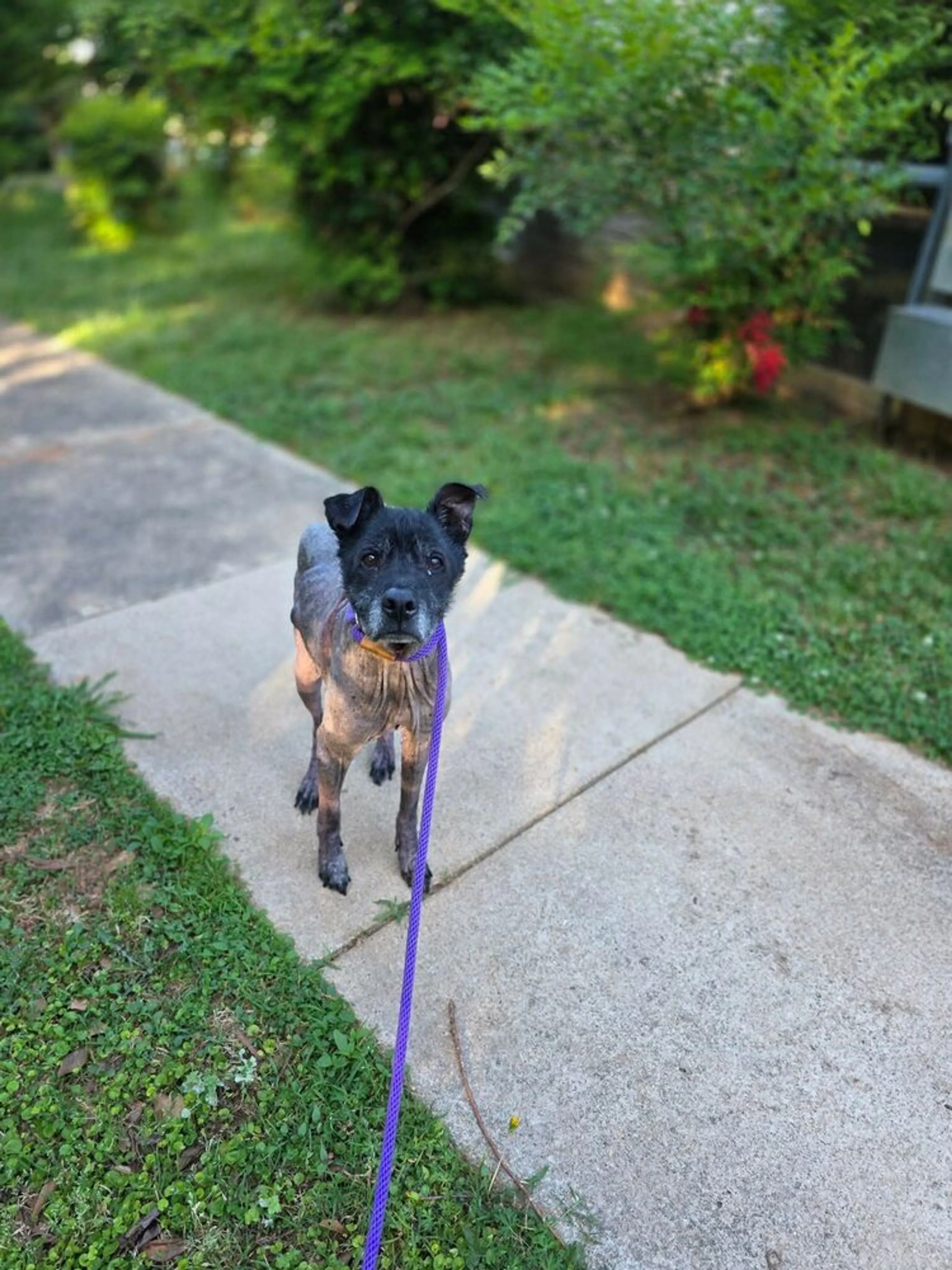 Found pet-2