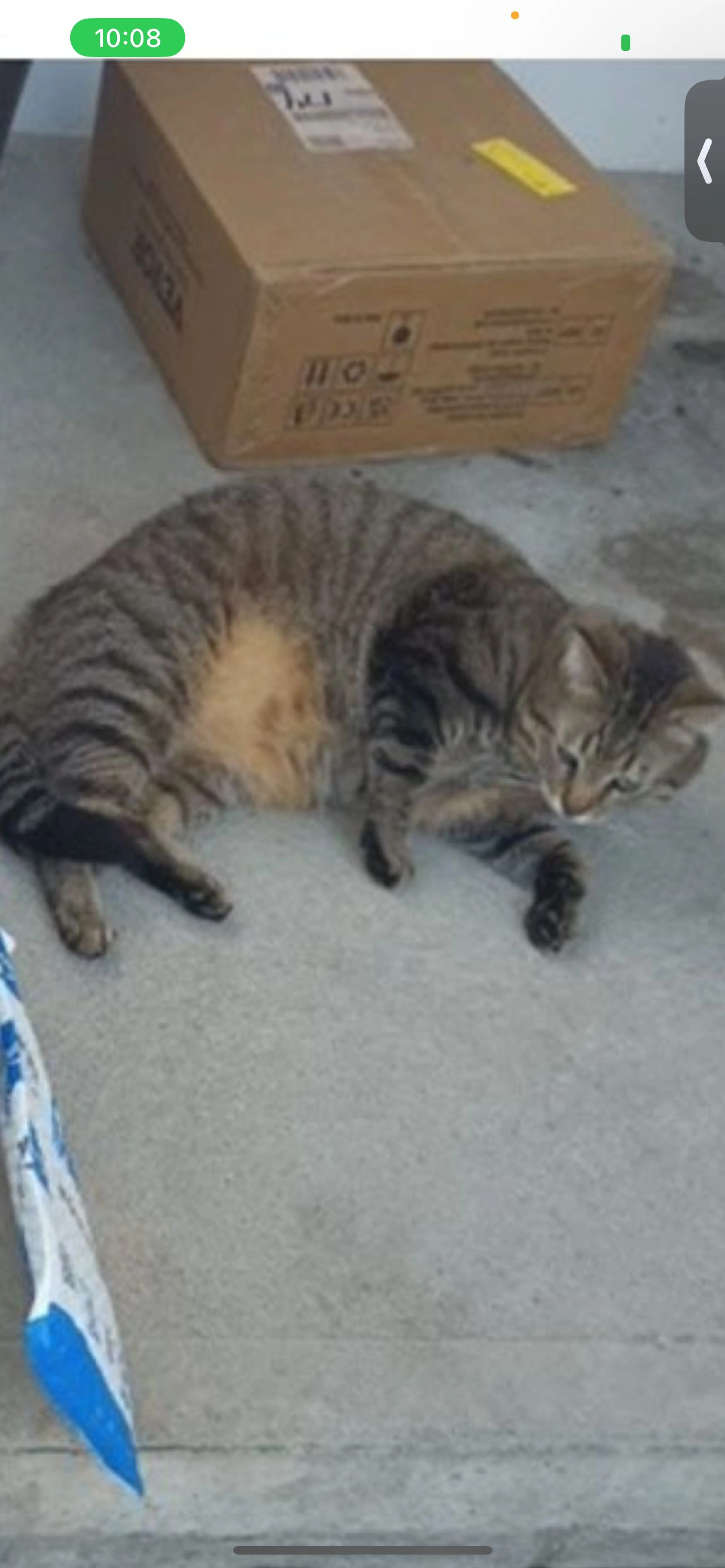 Lost pet-0