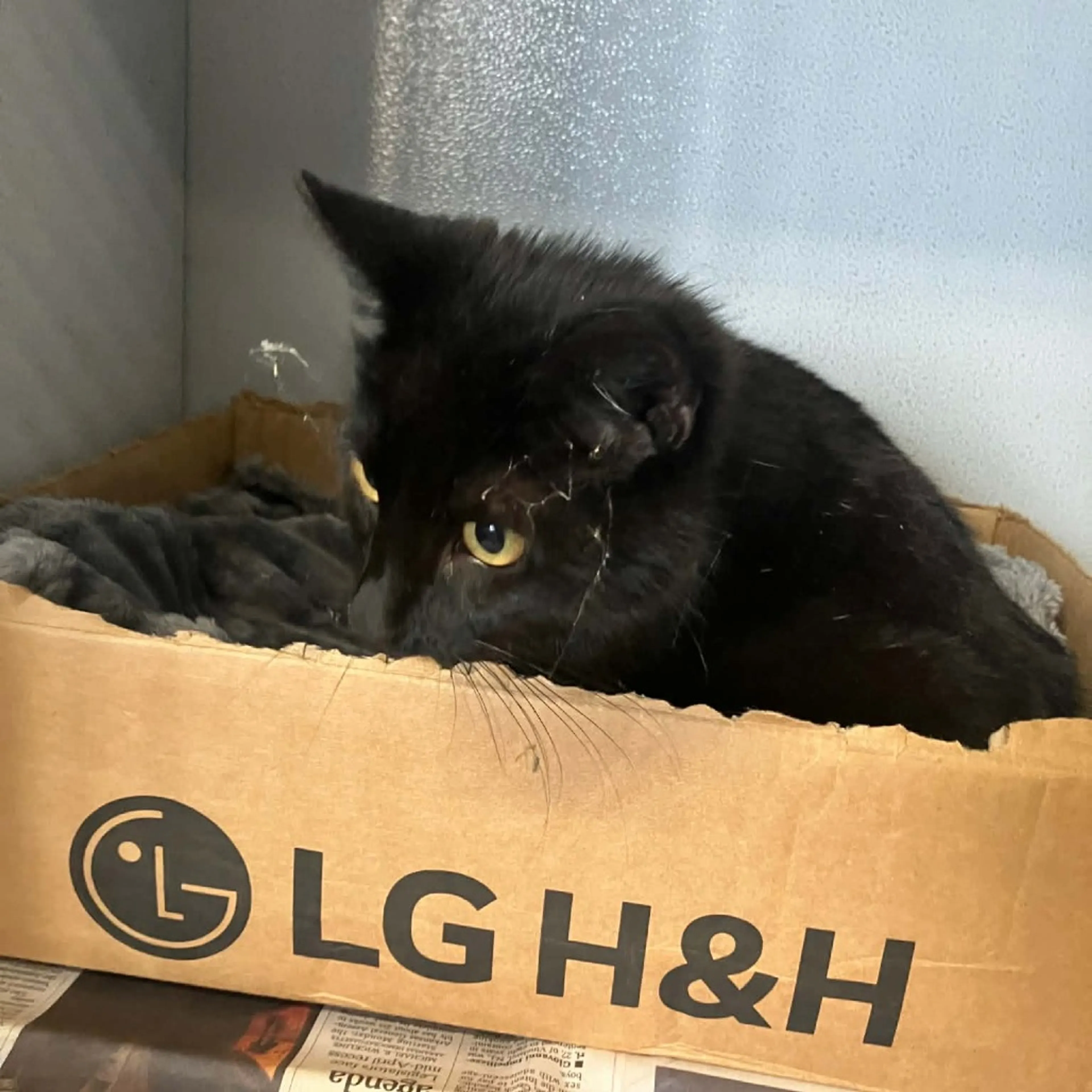 Found pet