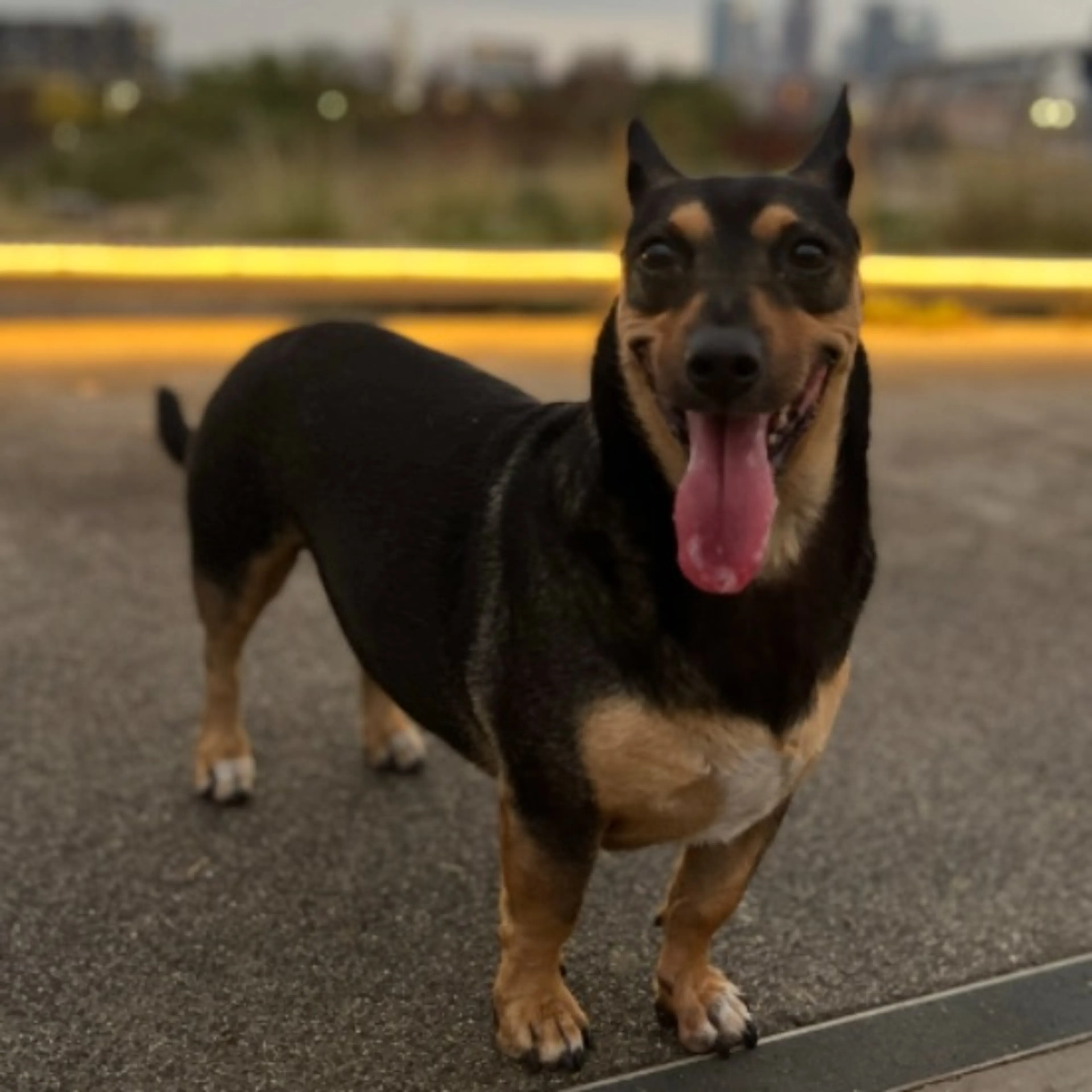 Lost pet