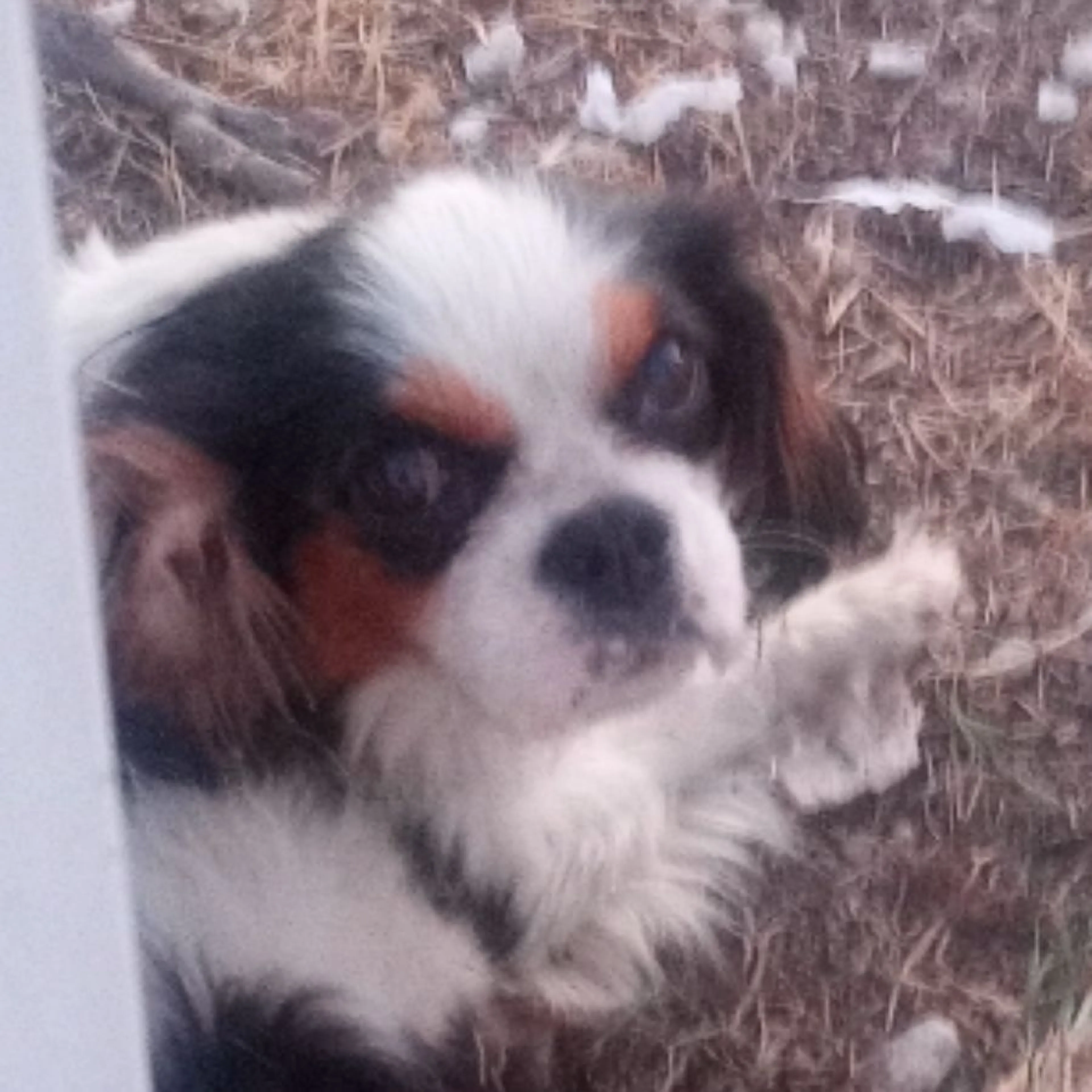 Found pet
