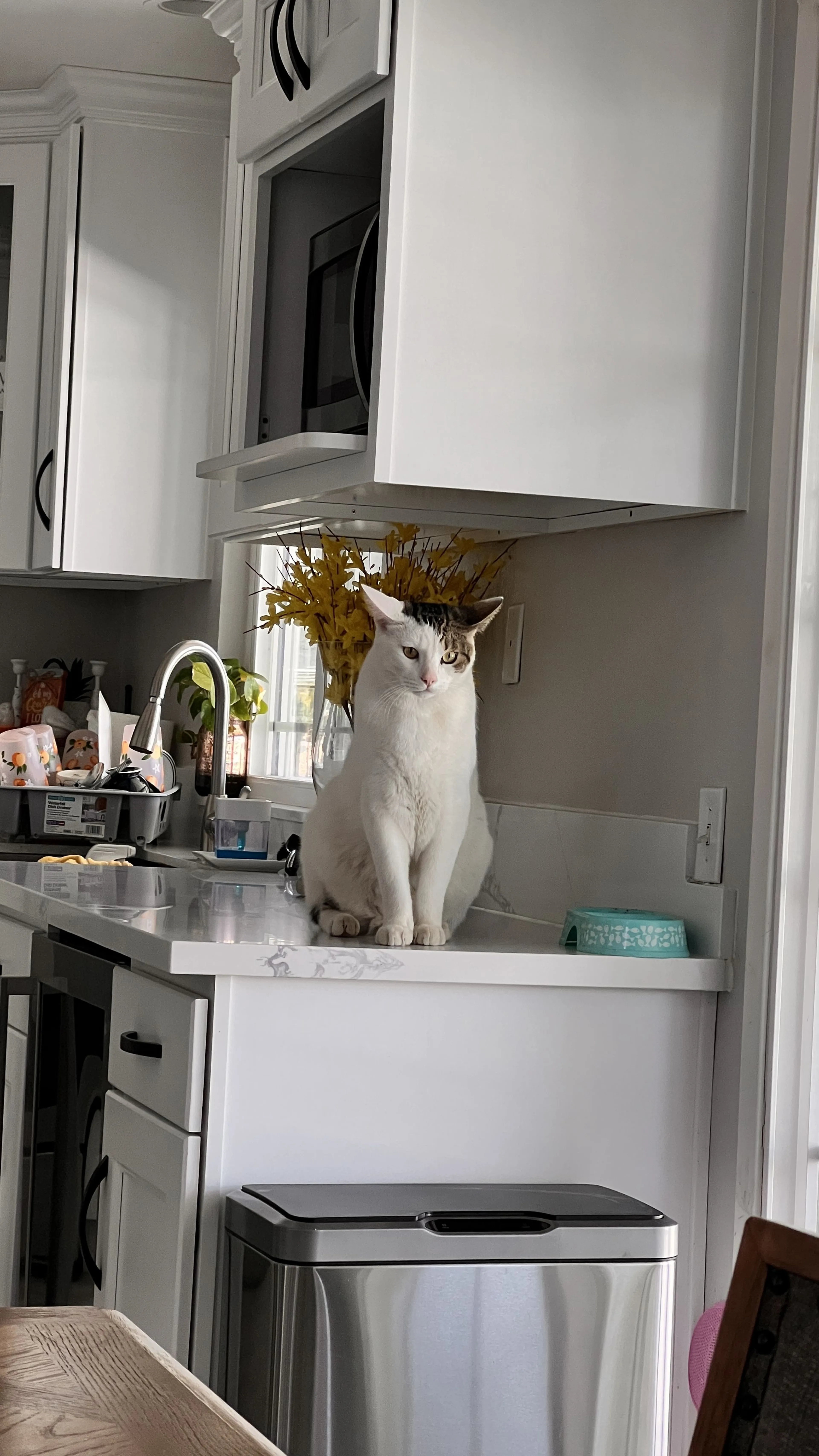 Lost pet-2