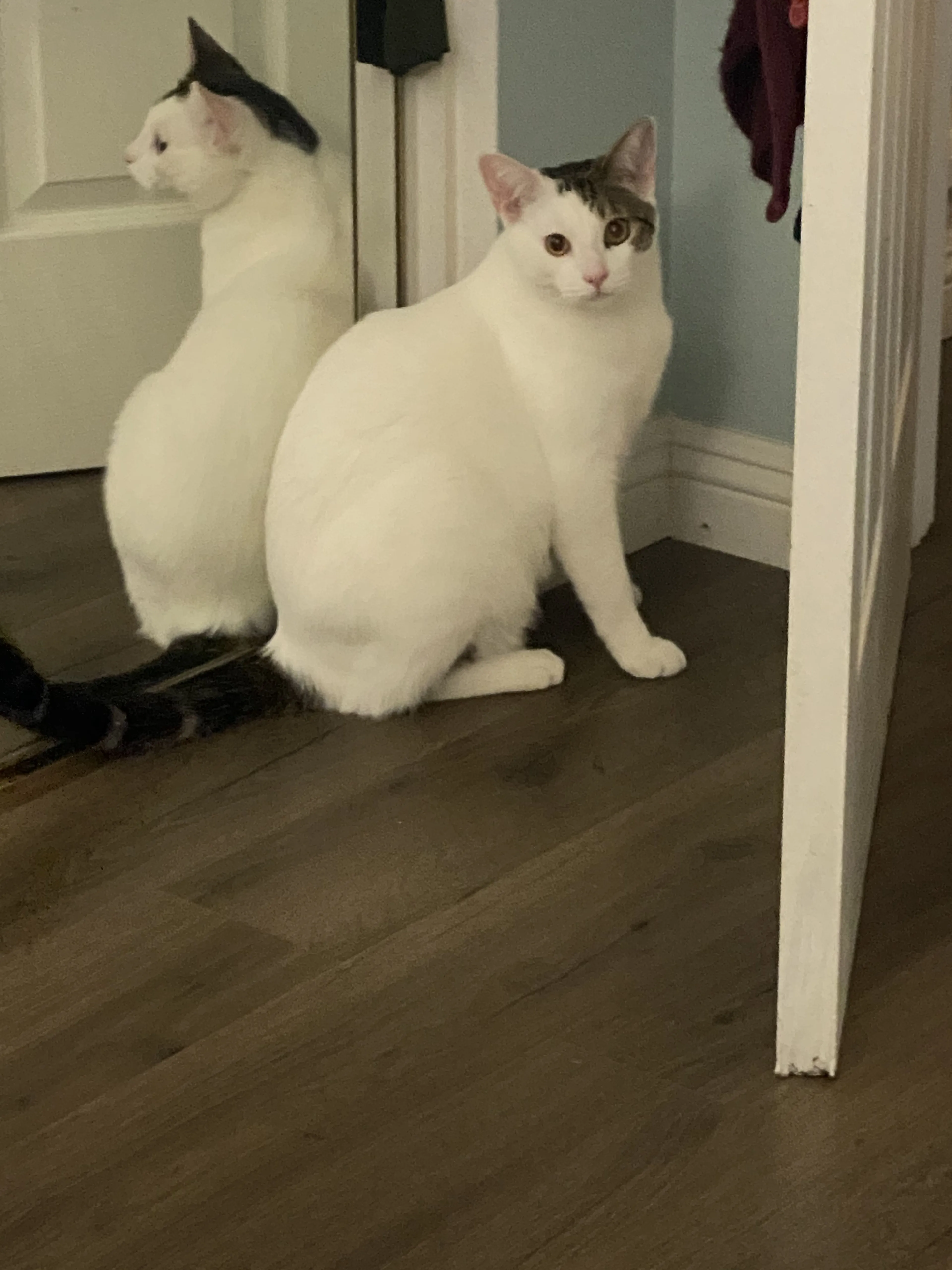 Lost pet-0