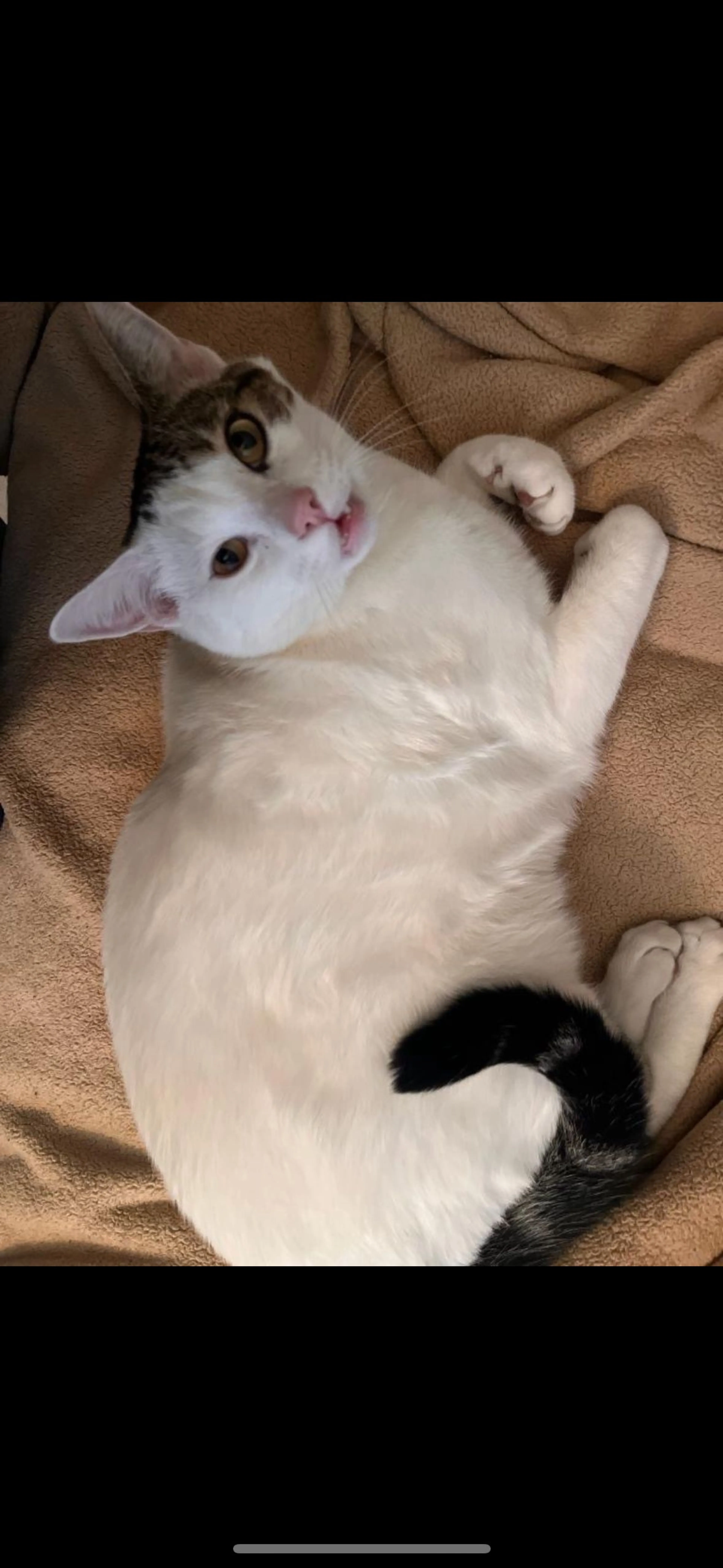 Lost pet-1