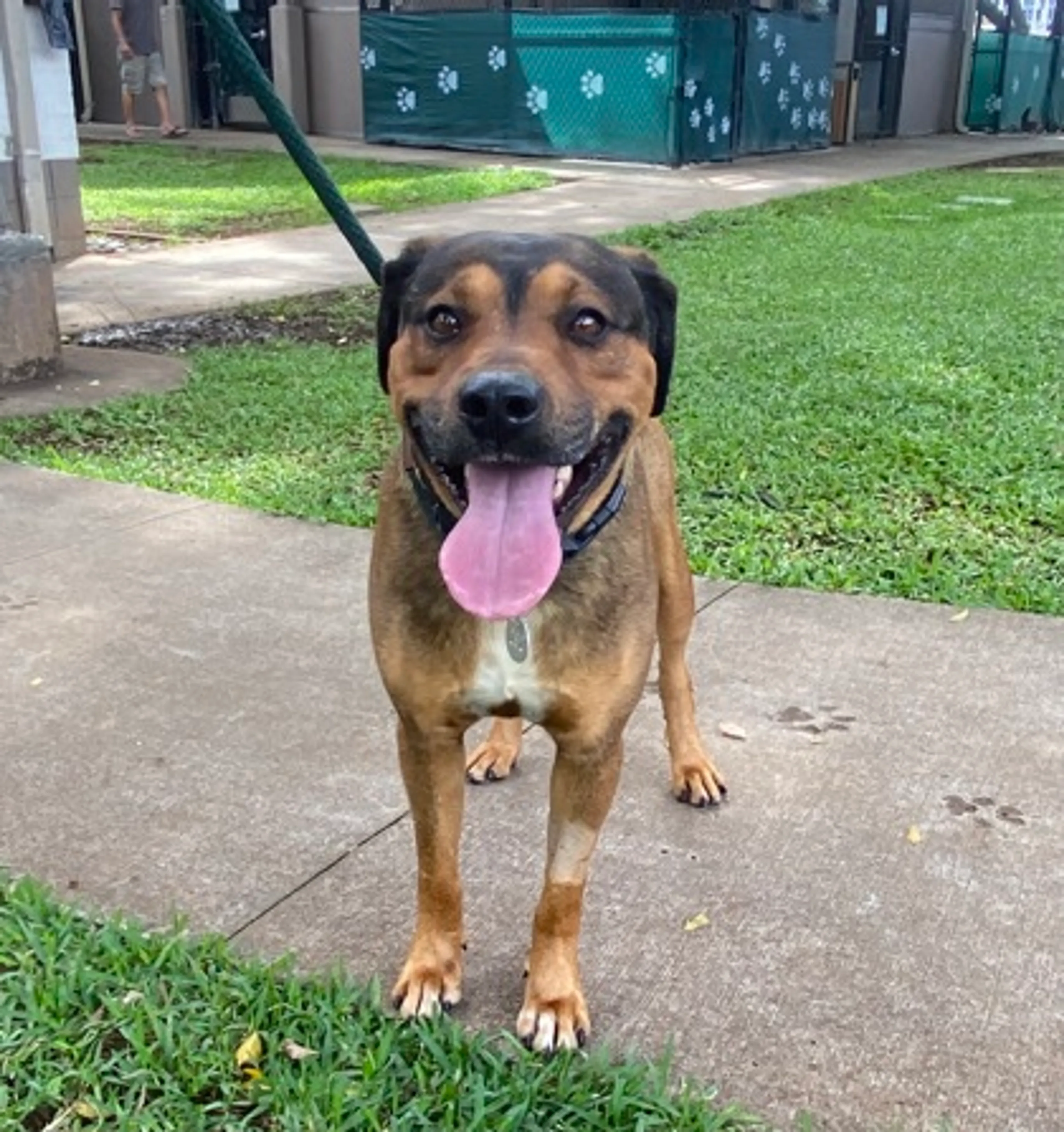 Found pet