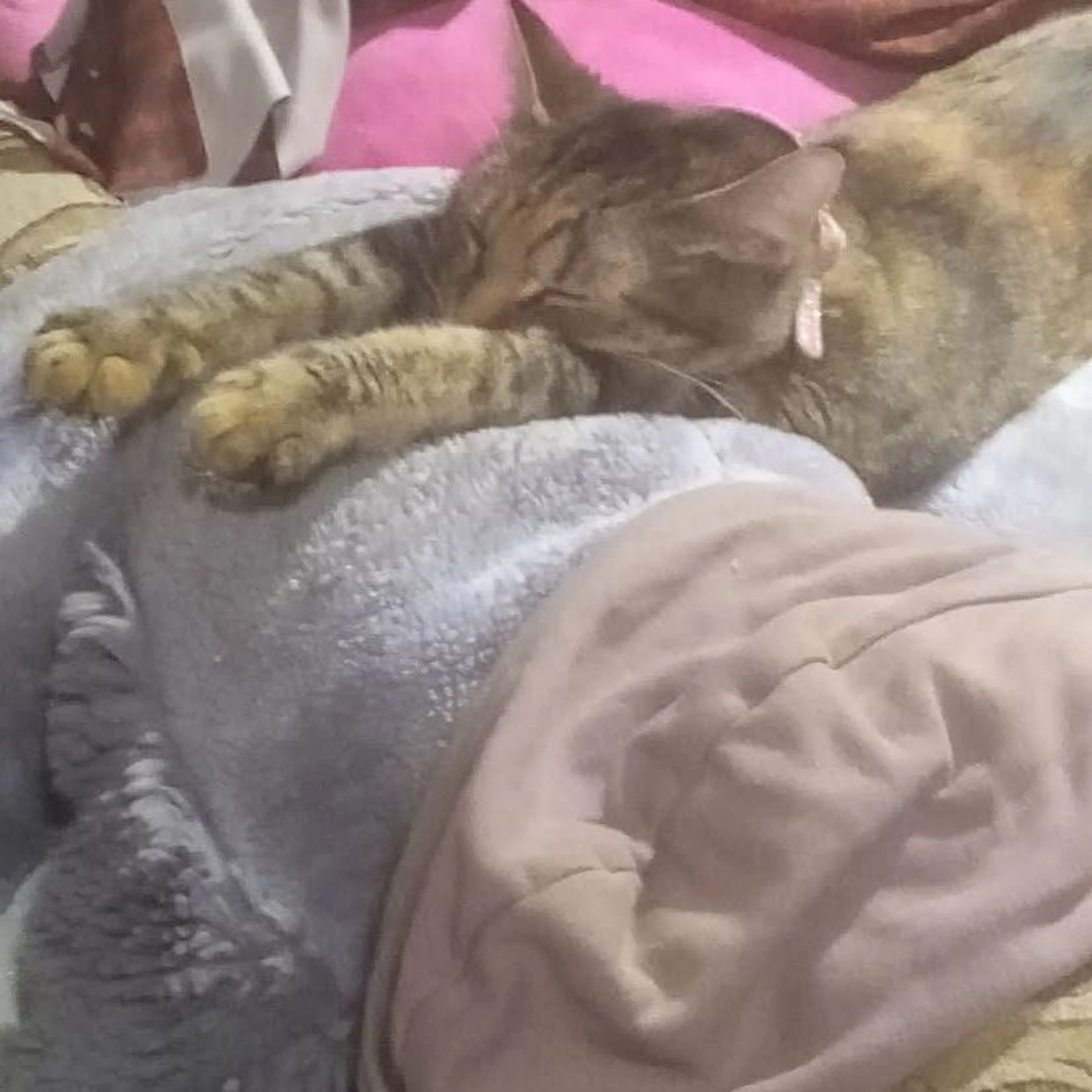 Lost pet-0