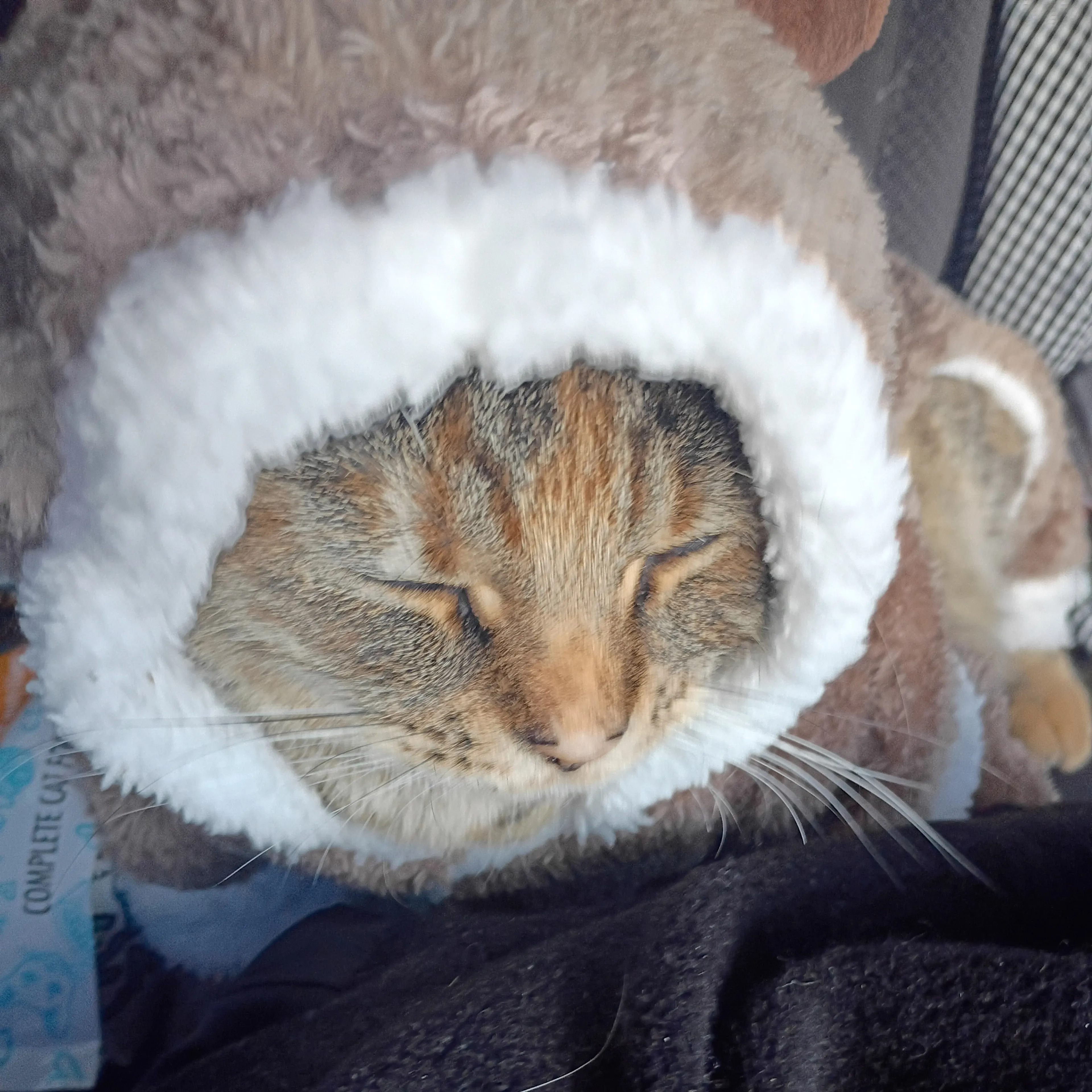 Lost pet-2