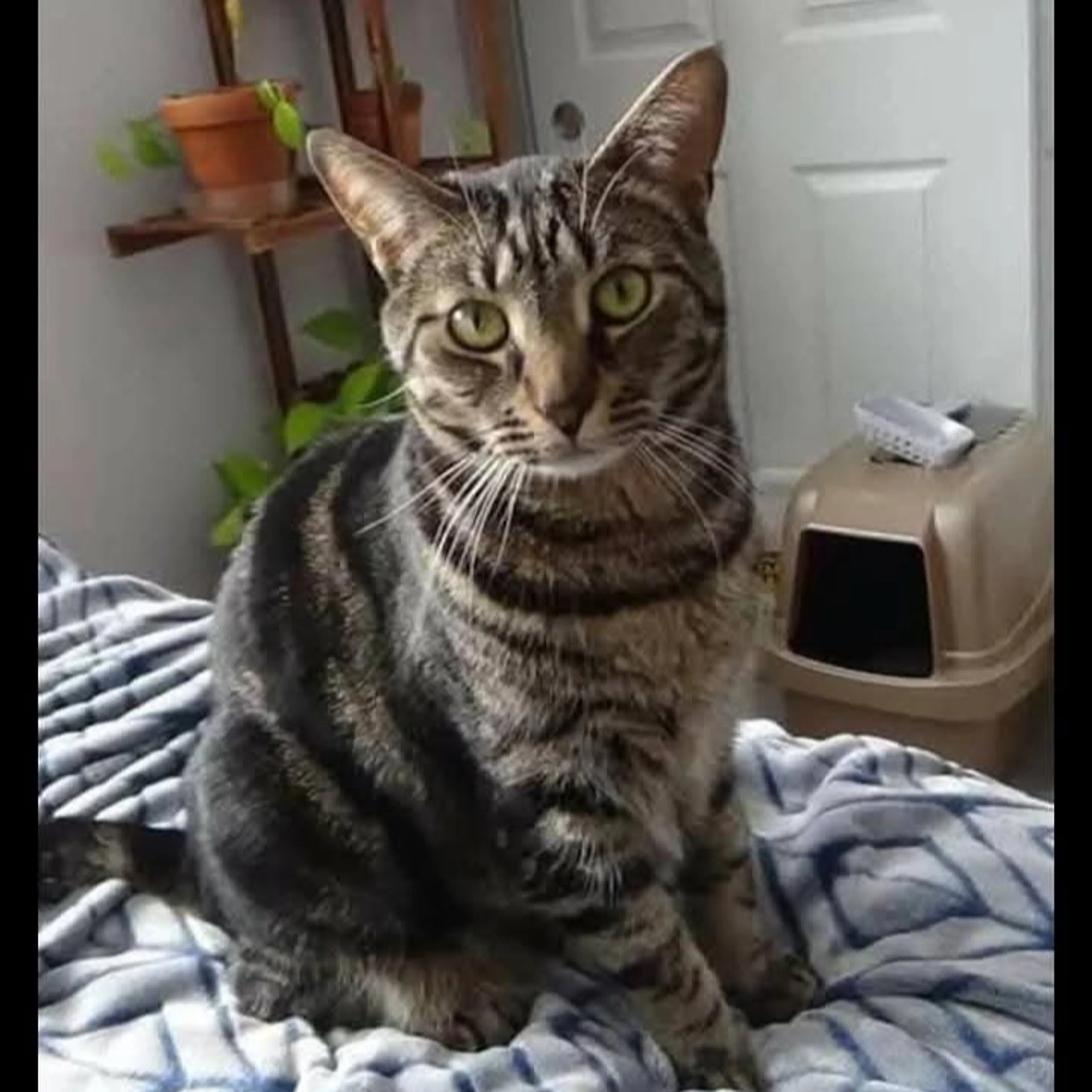 Lost pet-1