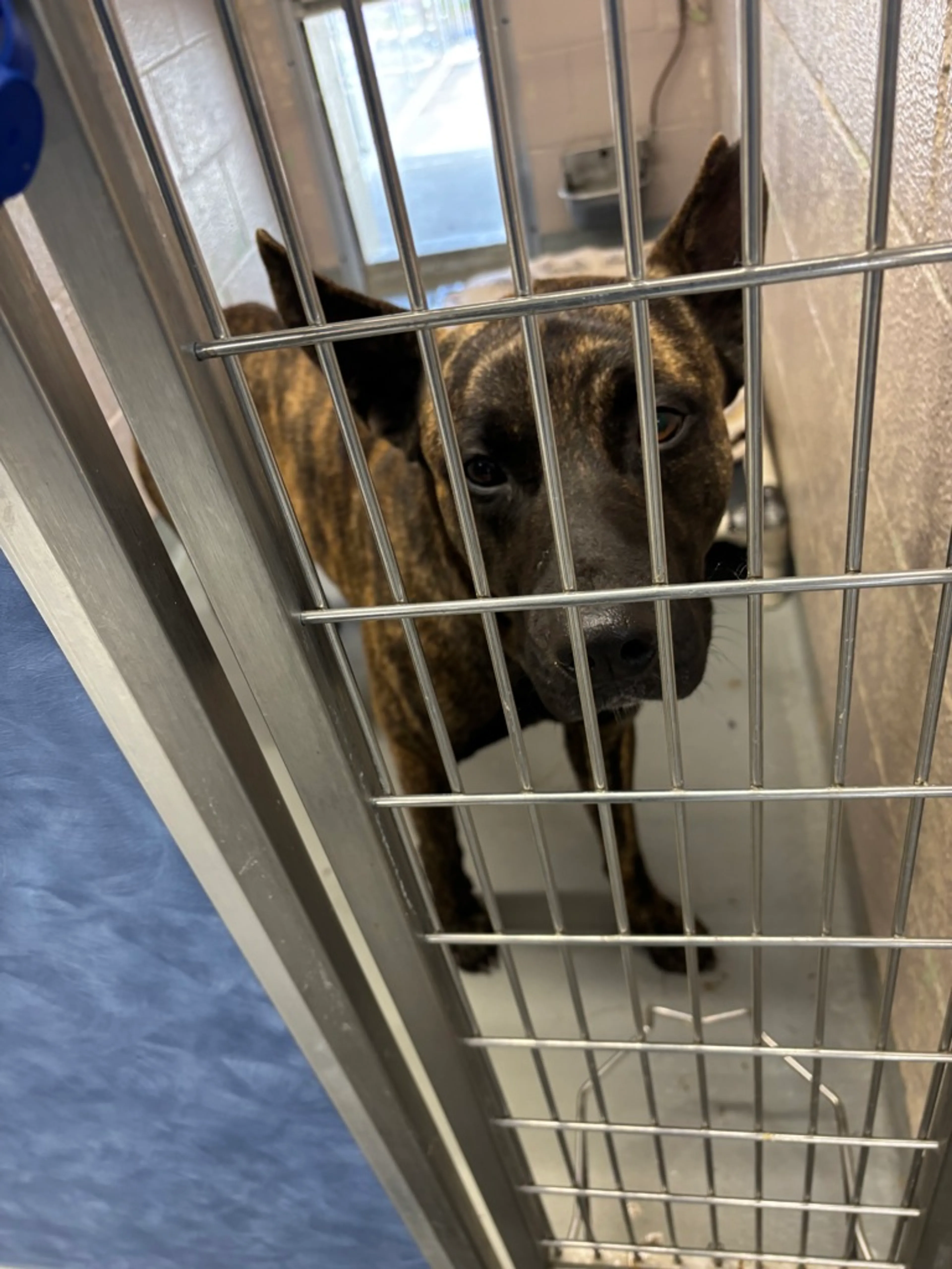 Found pet-2
