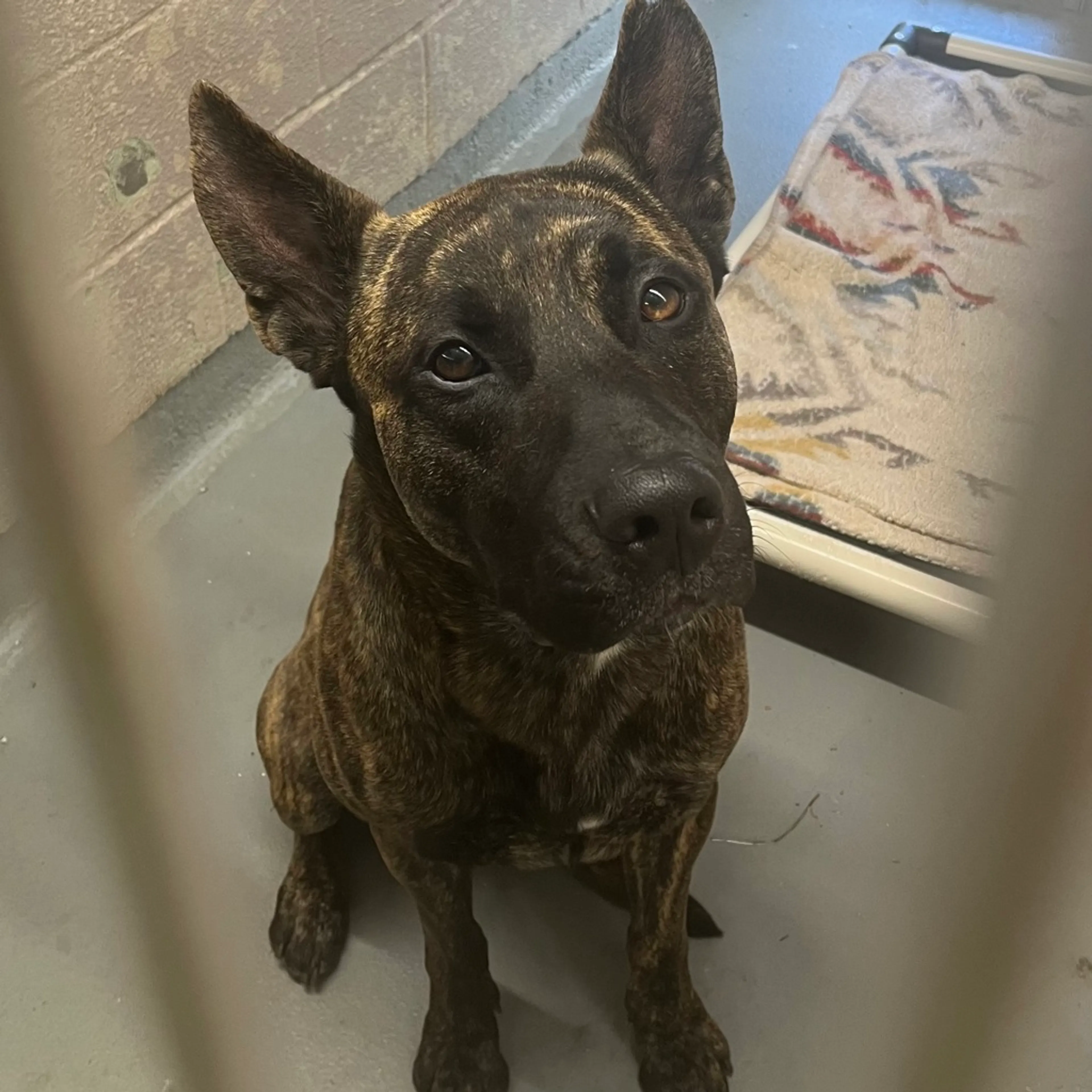 Found pet-1