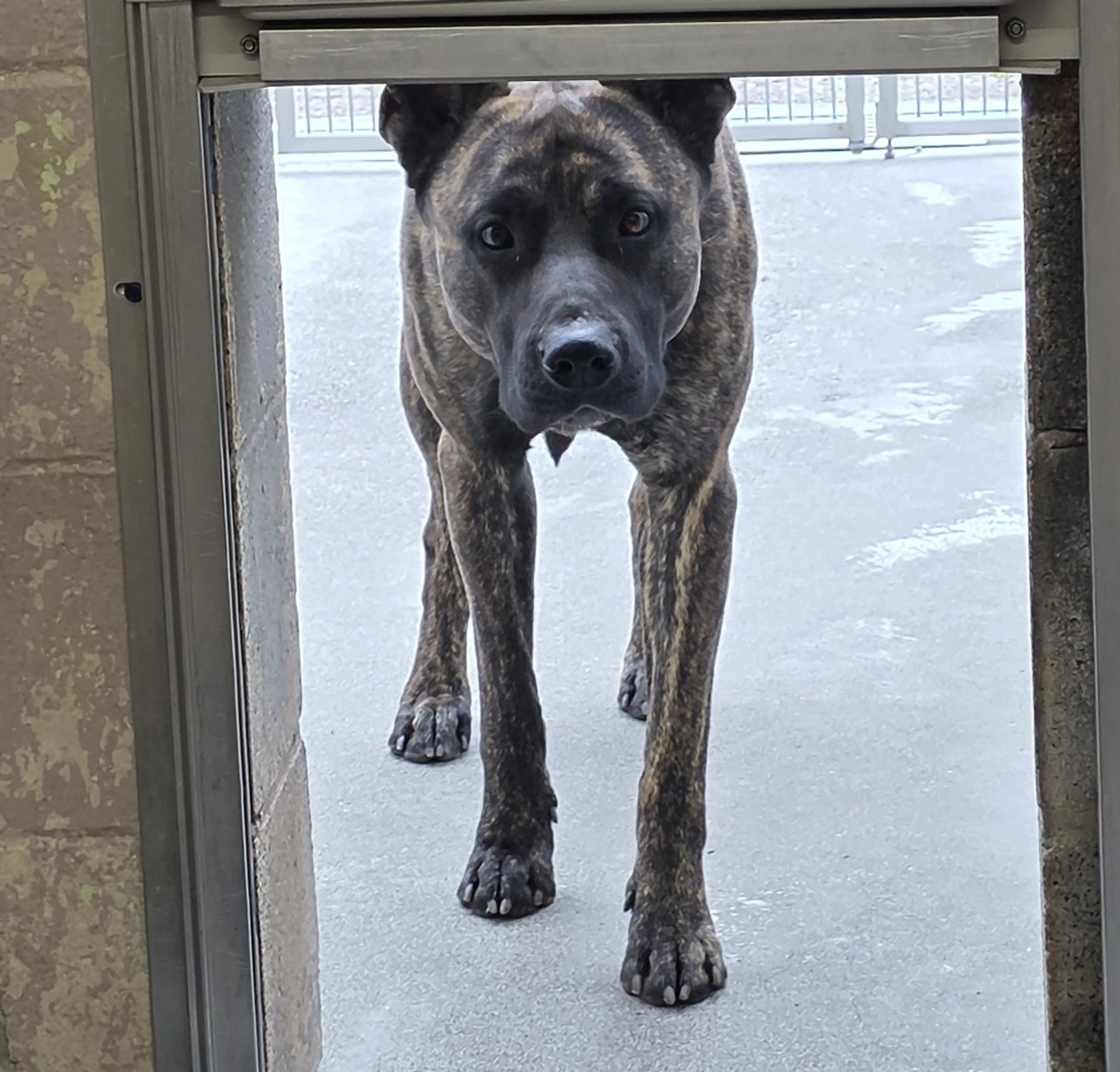 Found pet-3