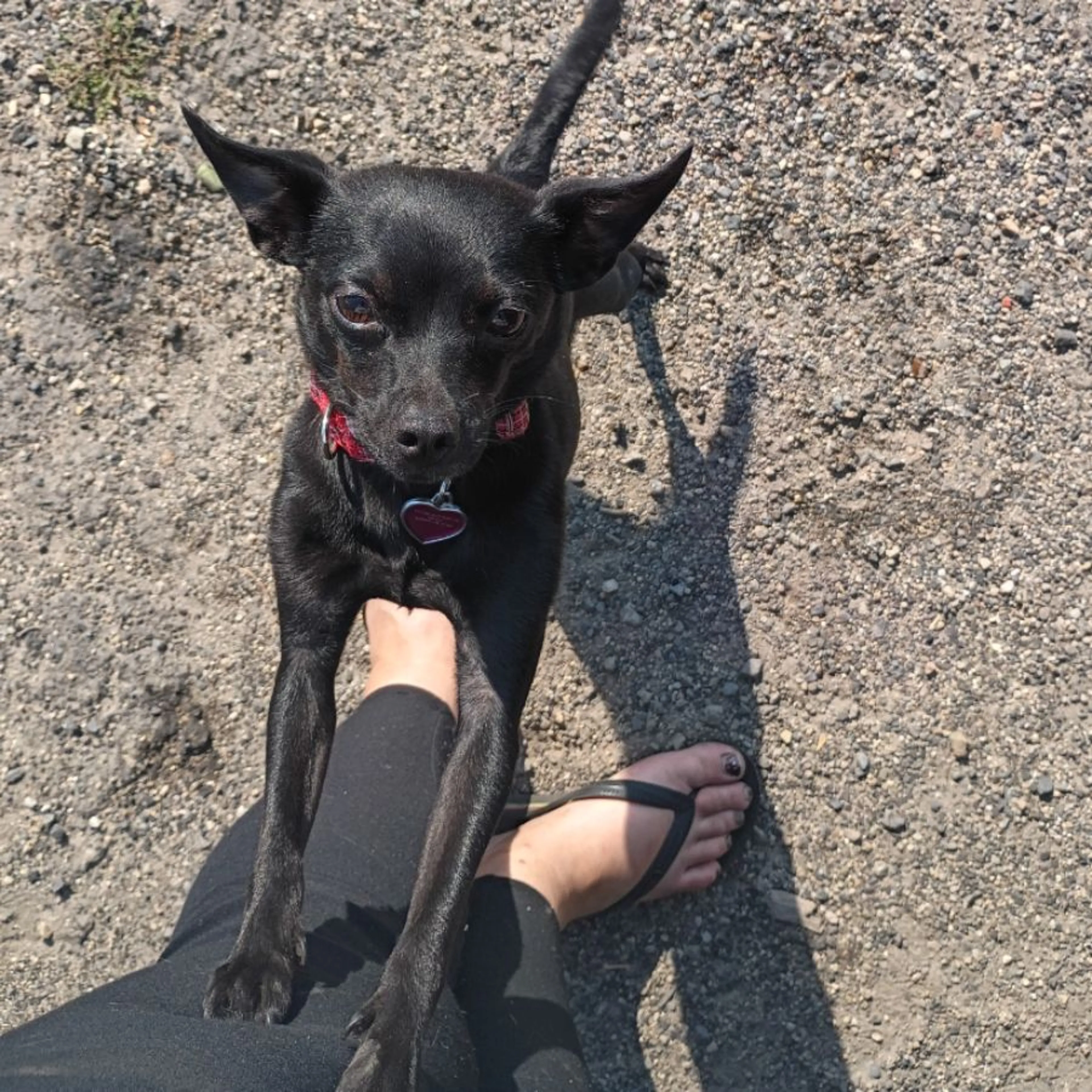 Lost pet-0