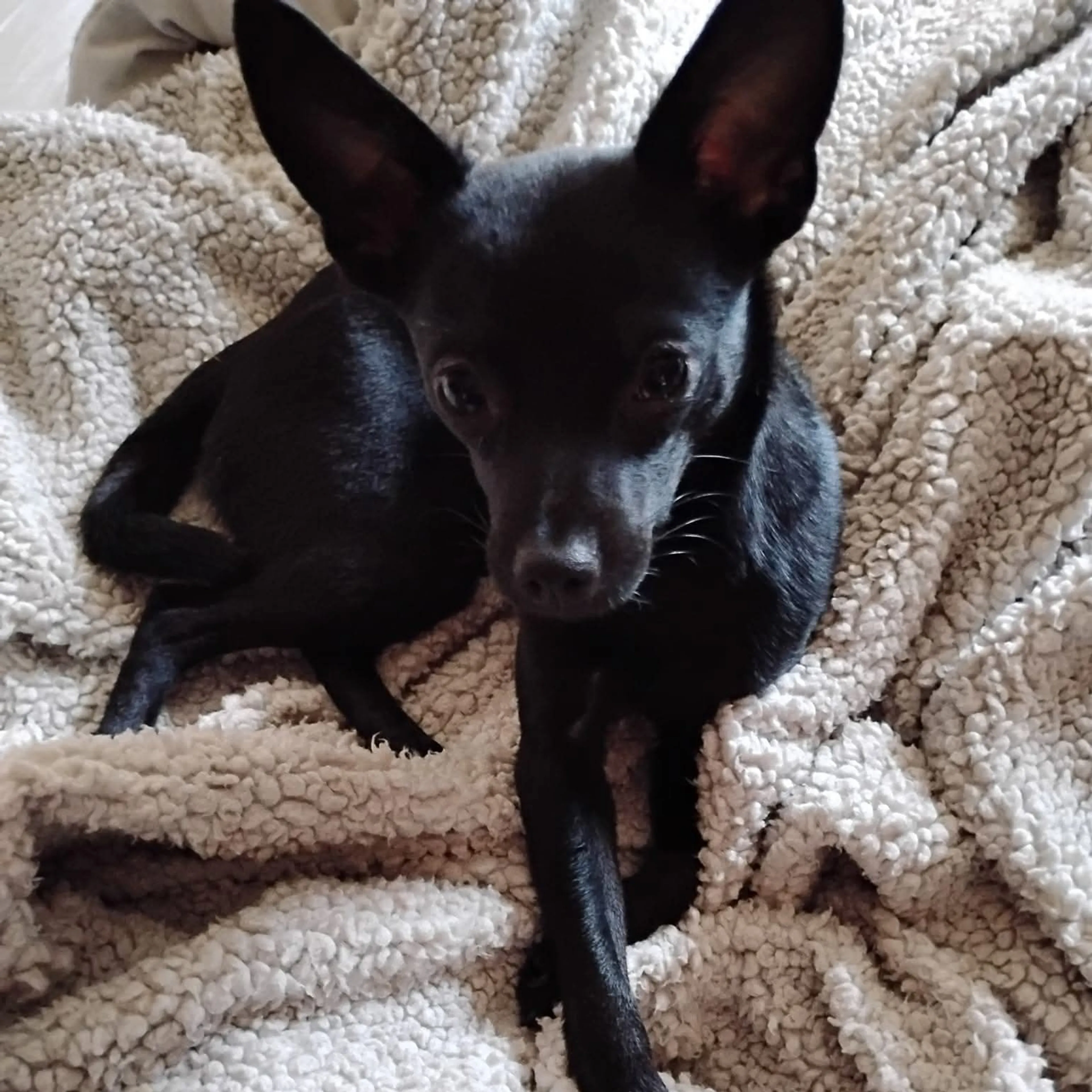 Lost pet-1