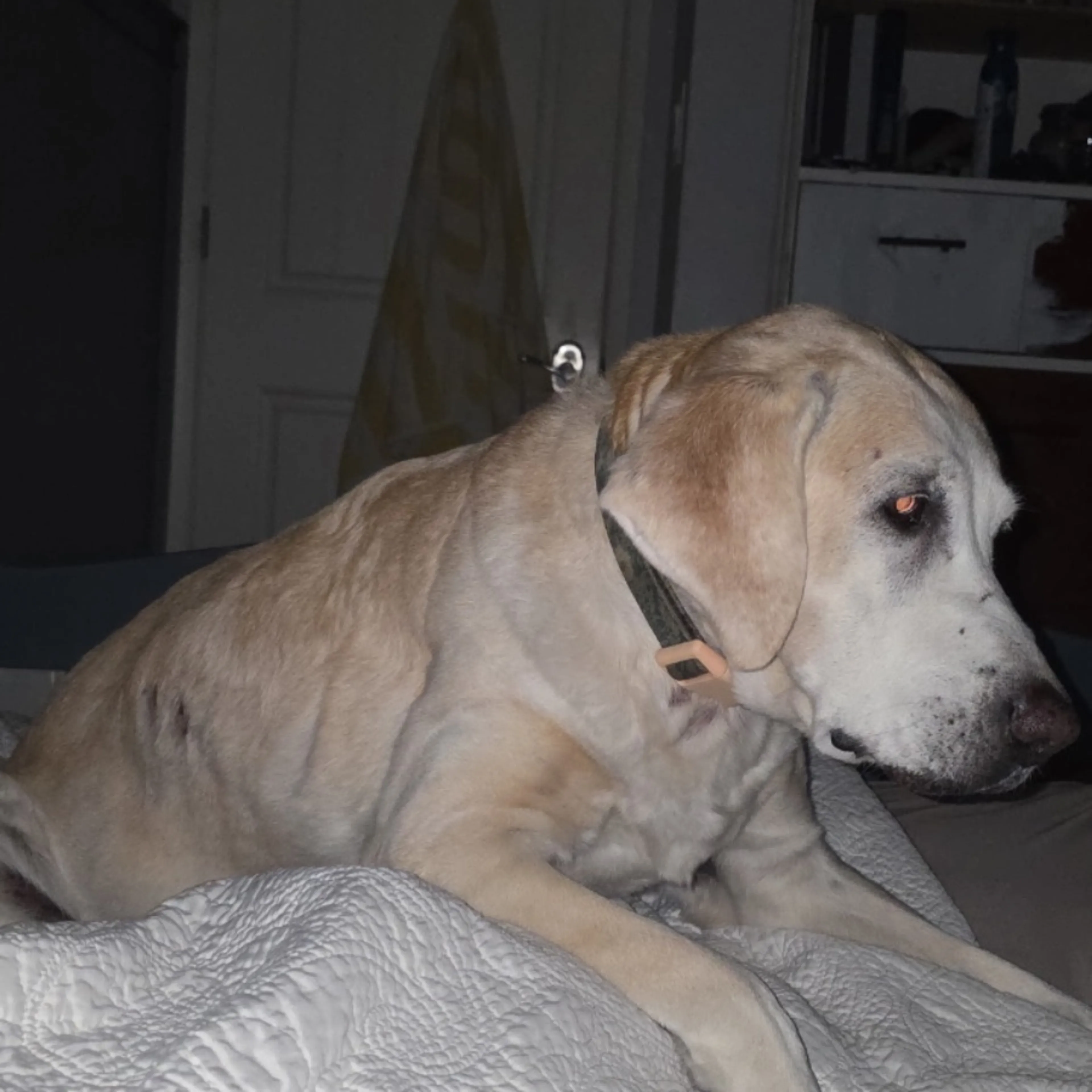 Lost pet