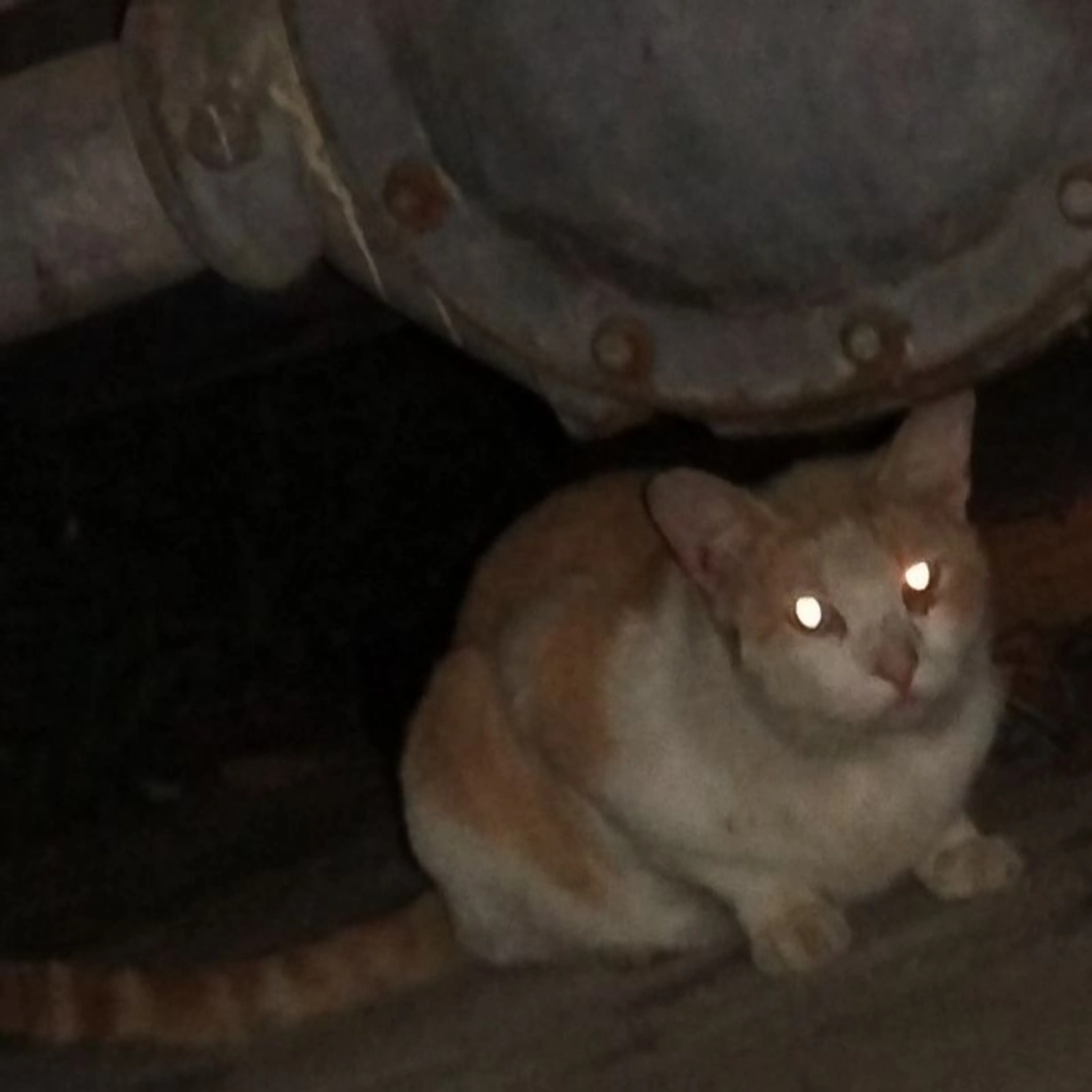 Found pet