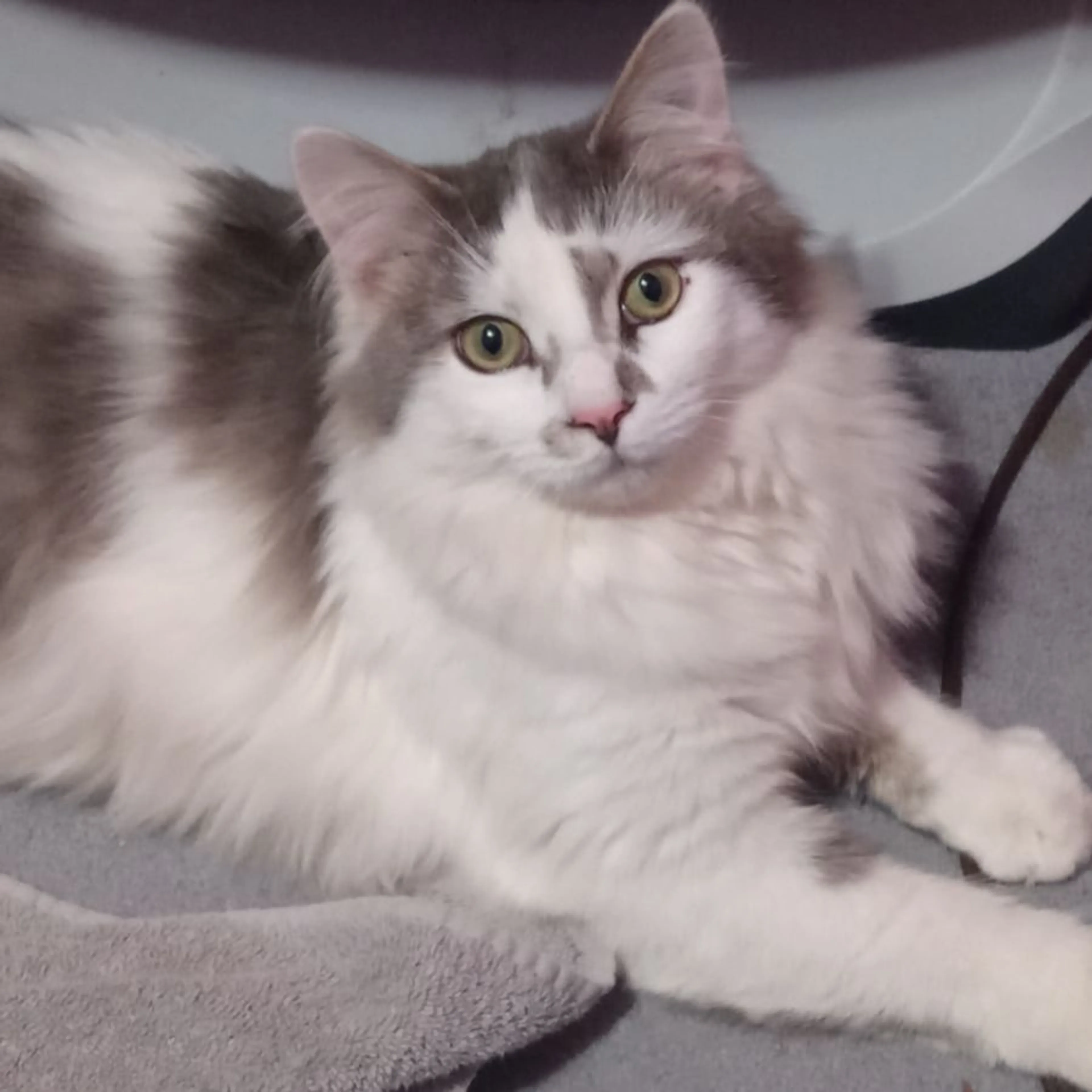 Lost pet