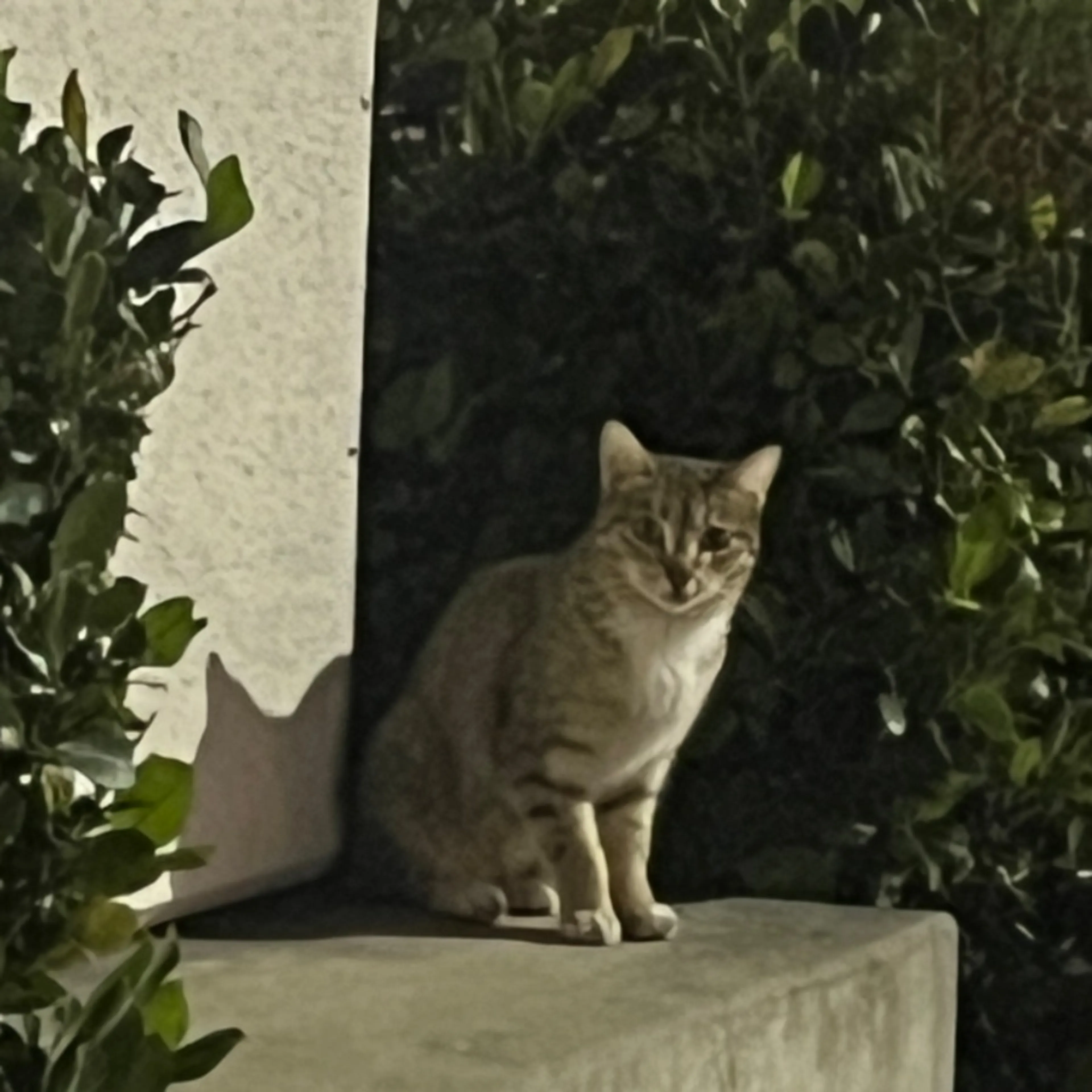 Found pet