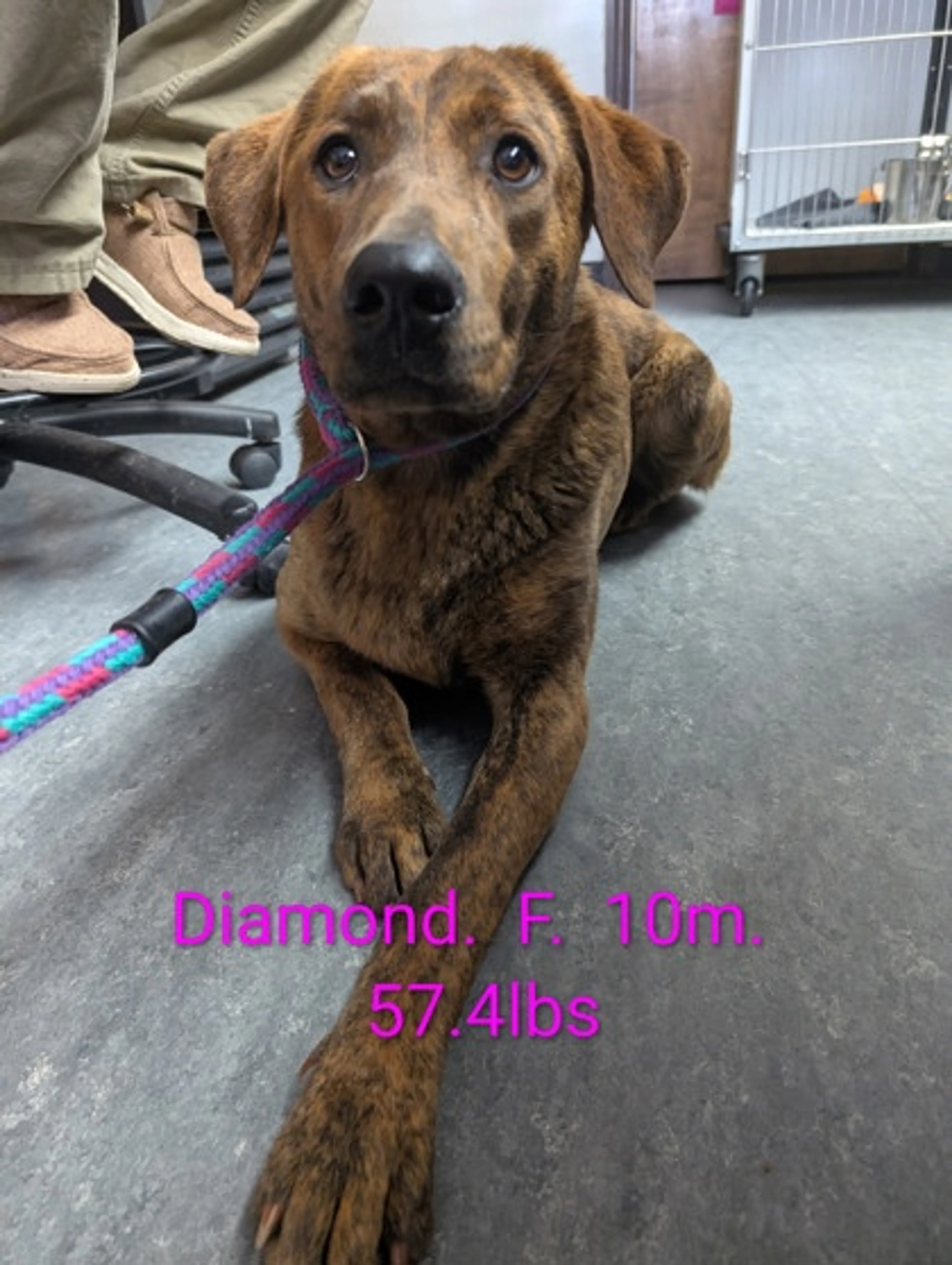 Found pet