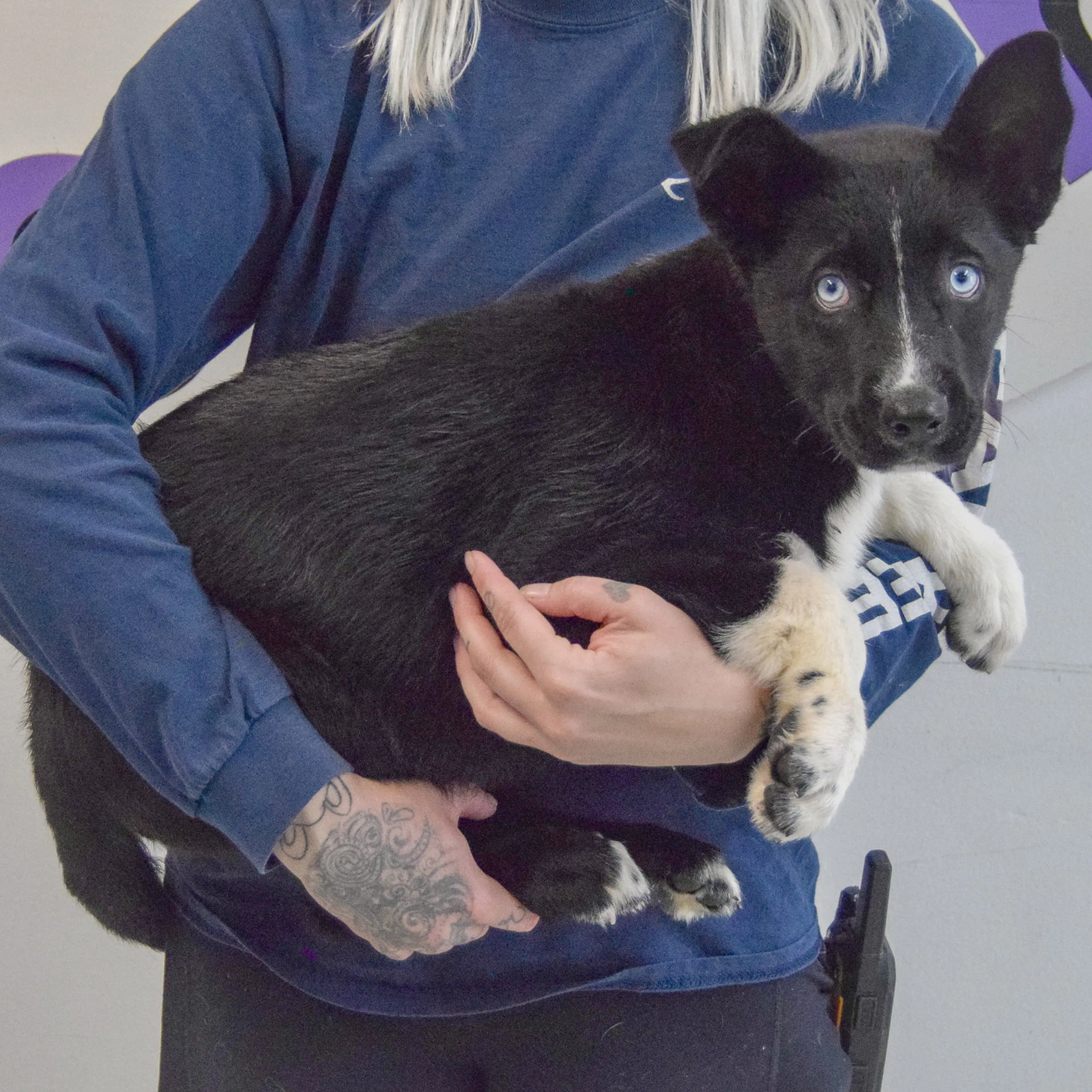 Found pet-1