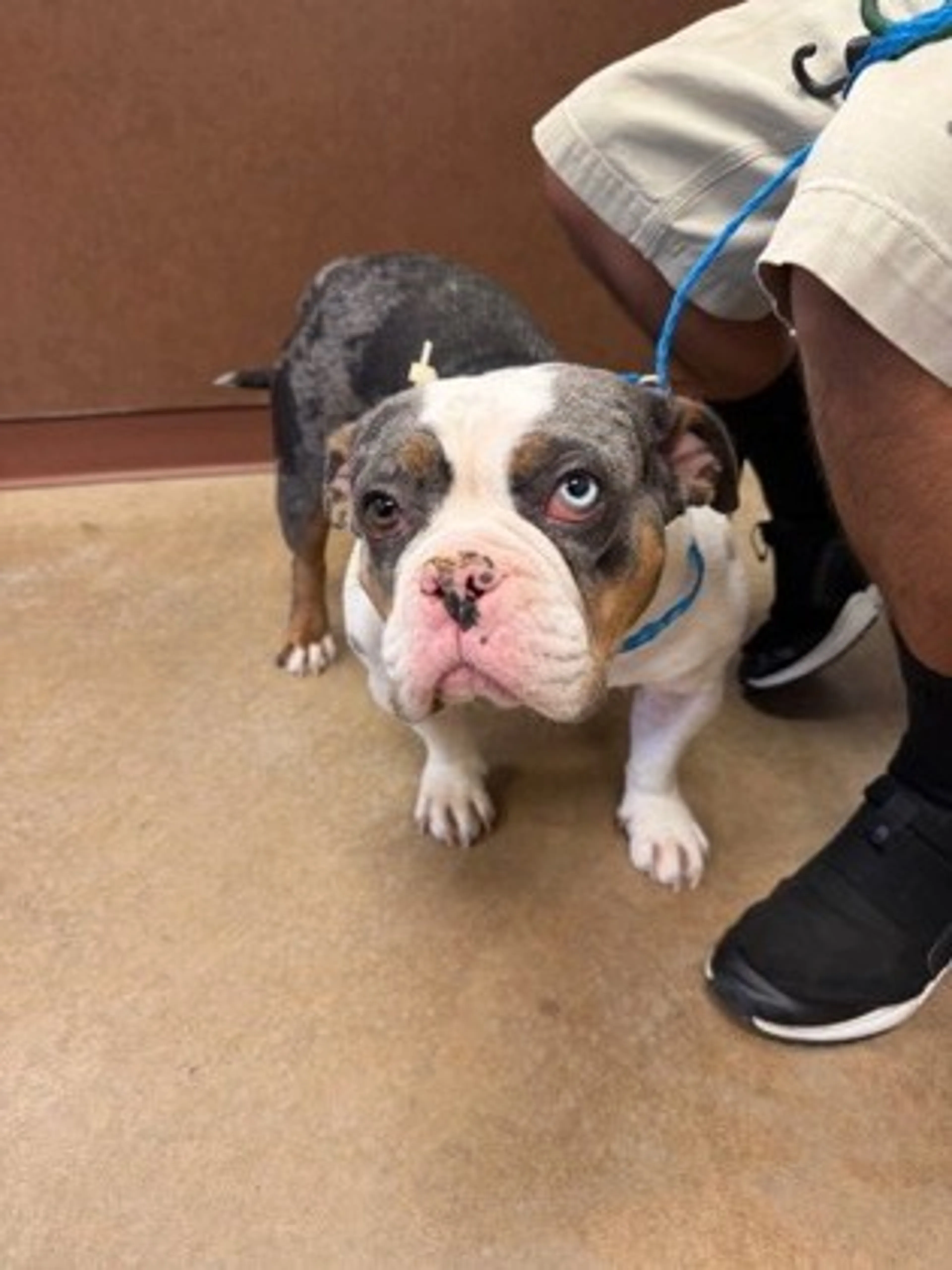 Found pet