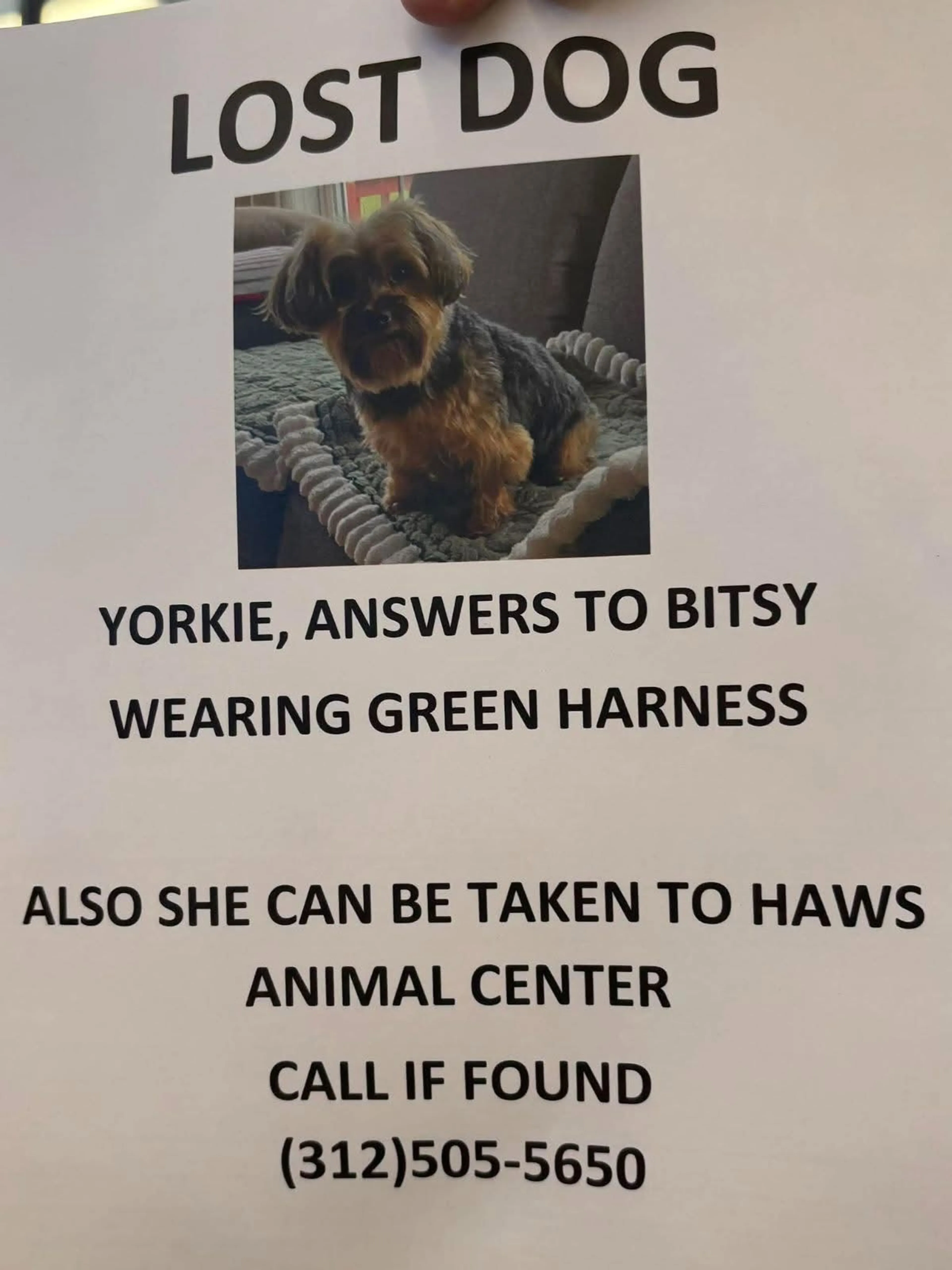 Lost pet